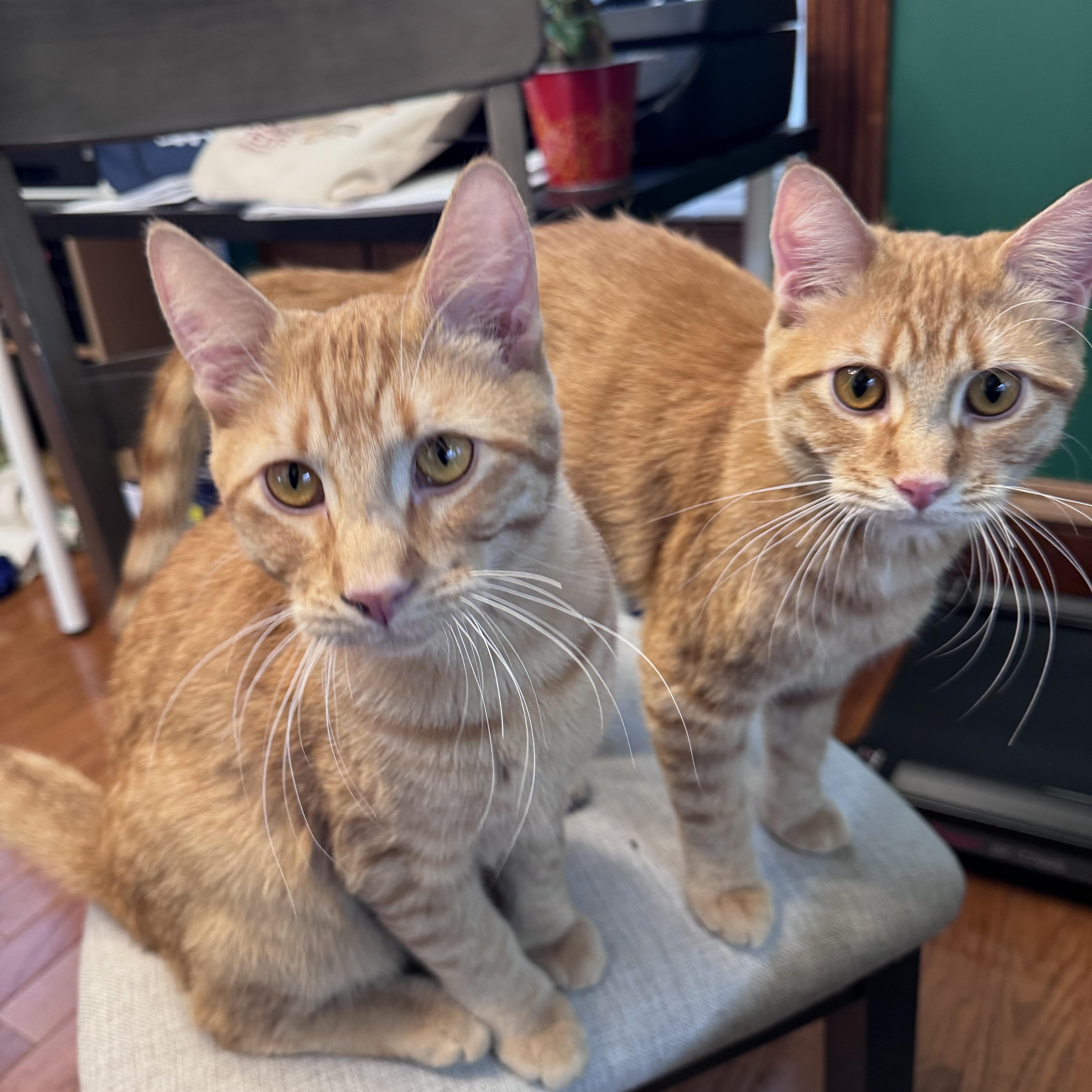 Enlarge Arlo, an adopted Domestic Short Hair in Anoka, MN image 3/4