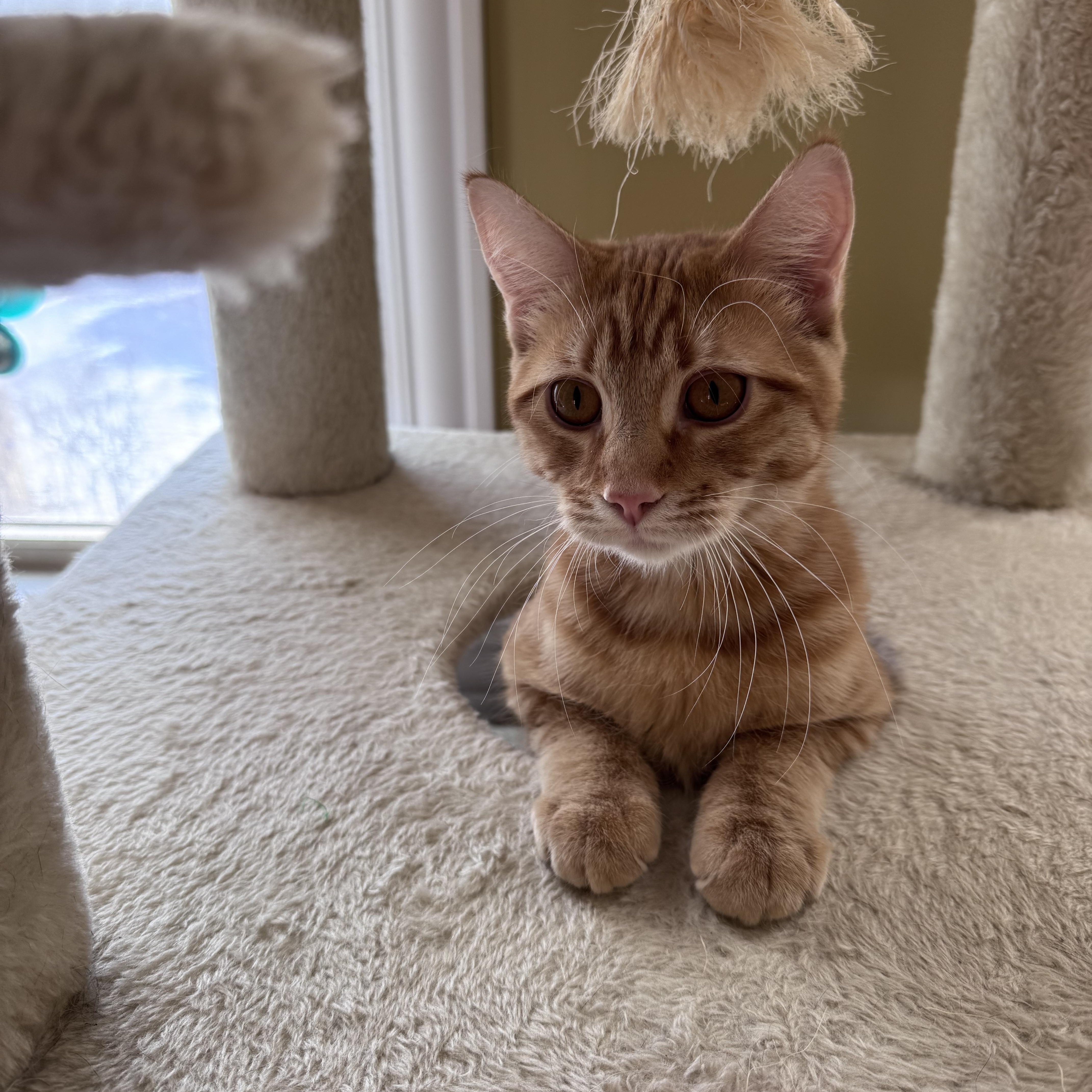Arlo, adopted, Kitten Male Domestic Short Hair.
