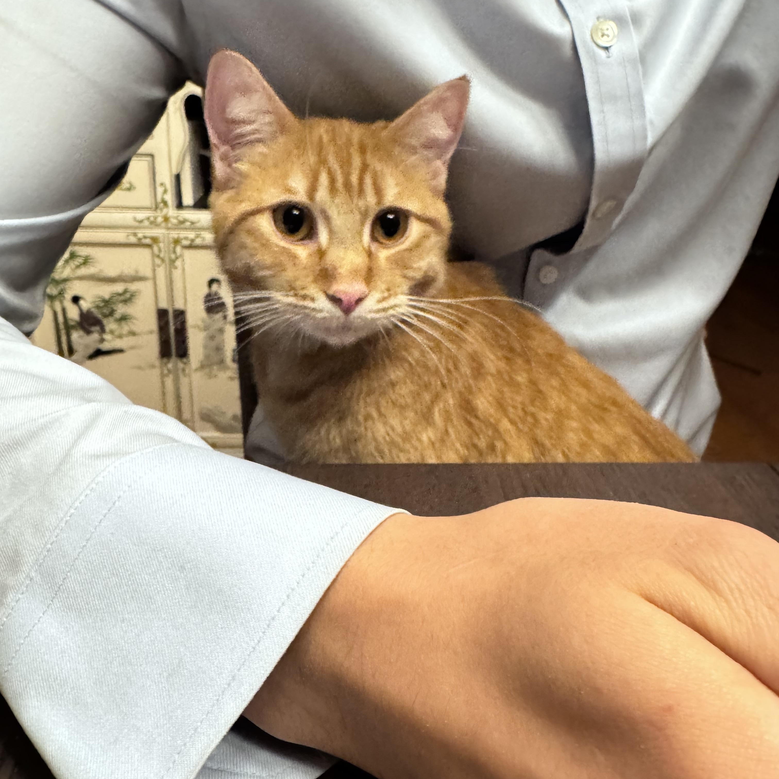 Enlarge Arlo, an adopted Domestic Short Hair in Anoka, MN image 2/4