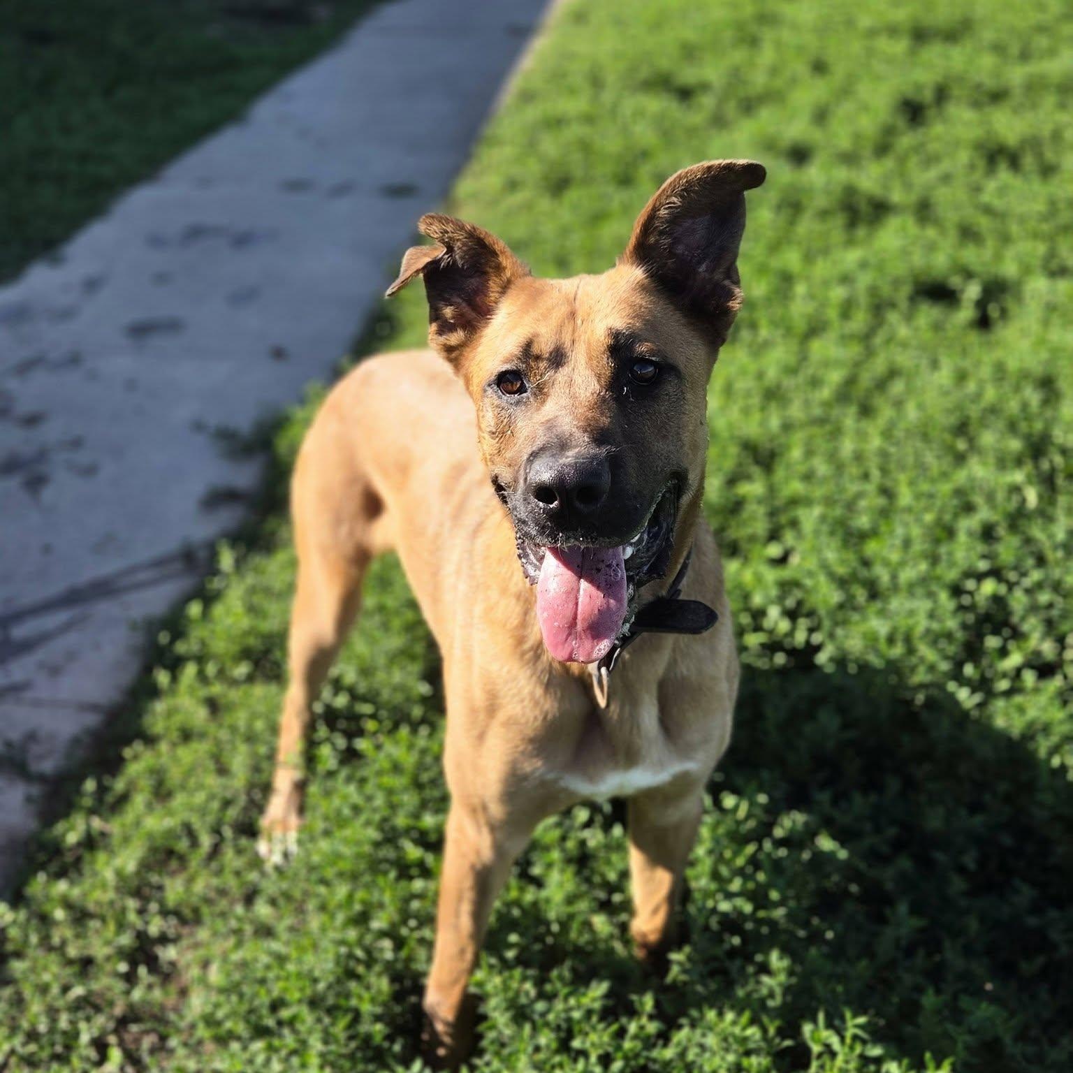 Enlarge Bowie, a Adoptable mixed breed in Petersburg, IN image 2/4