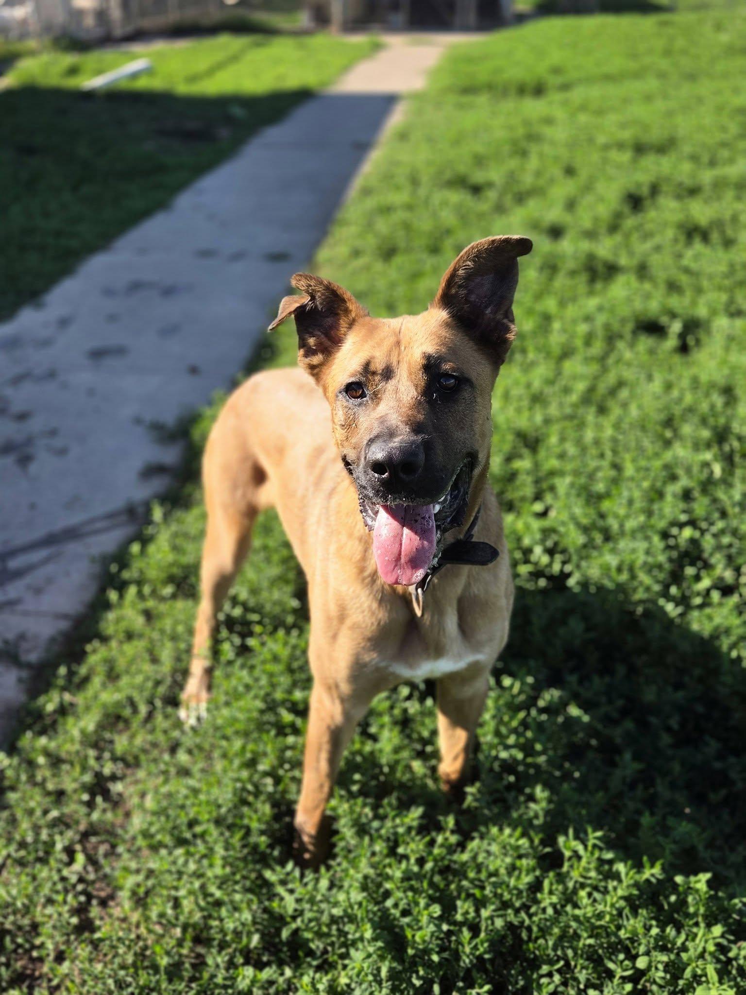 Enlarge Bowie, a ADOPTABLE mixed breed in Petersburg, IN image 2/4