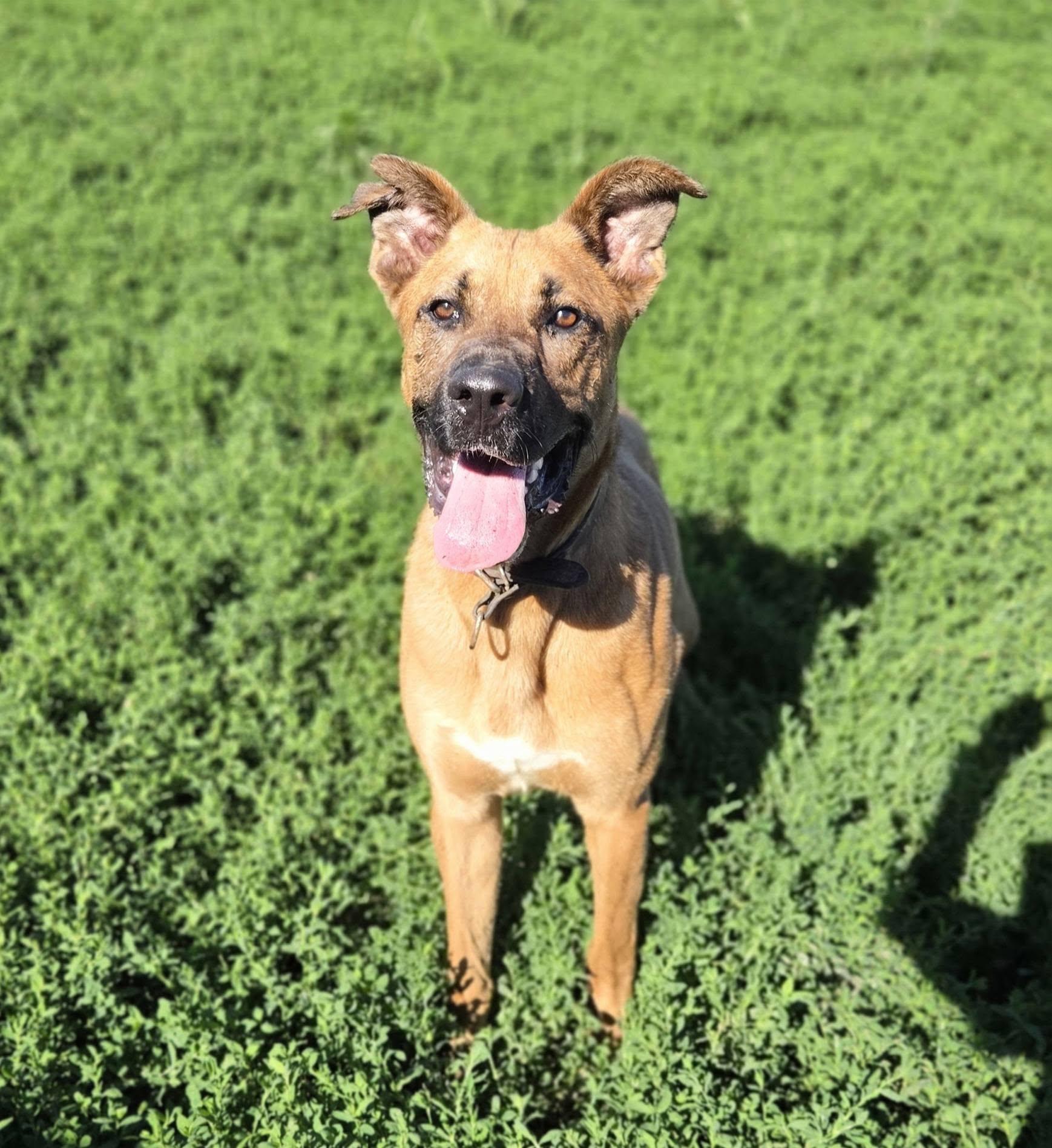 Enlarge Bowie, a ADOPTABLE mixed breed in Petersburg, IN image 4/4