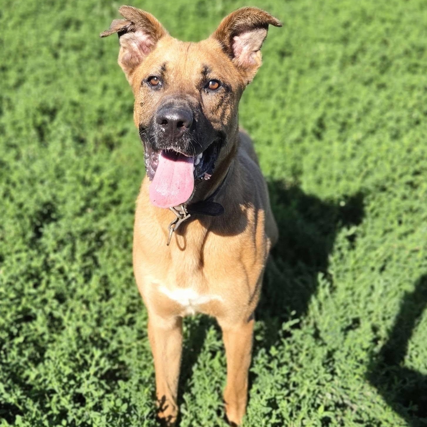 Enlarge Bowie, a Adoptable mixed breed in Petersburg, IN image 4/4