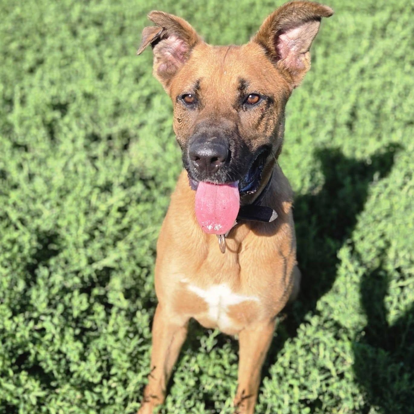 Enlarge Bowie, a ADOPTABLE mixed breed in Petersburg, IN image 1/4