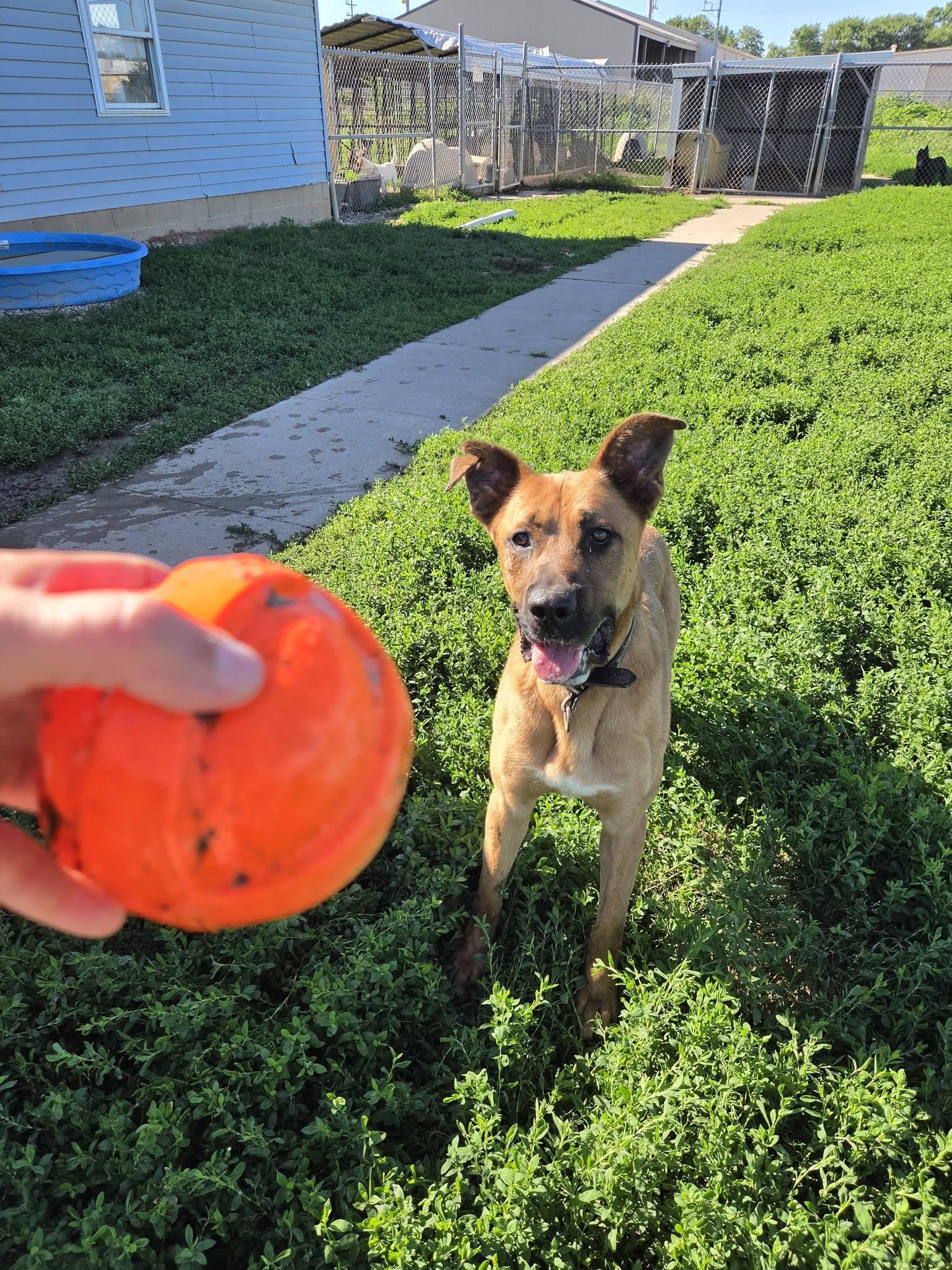 Enlarge Bowie, a ADOPTABLE mixed breed in Petersburg, IN image 3/4