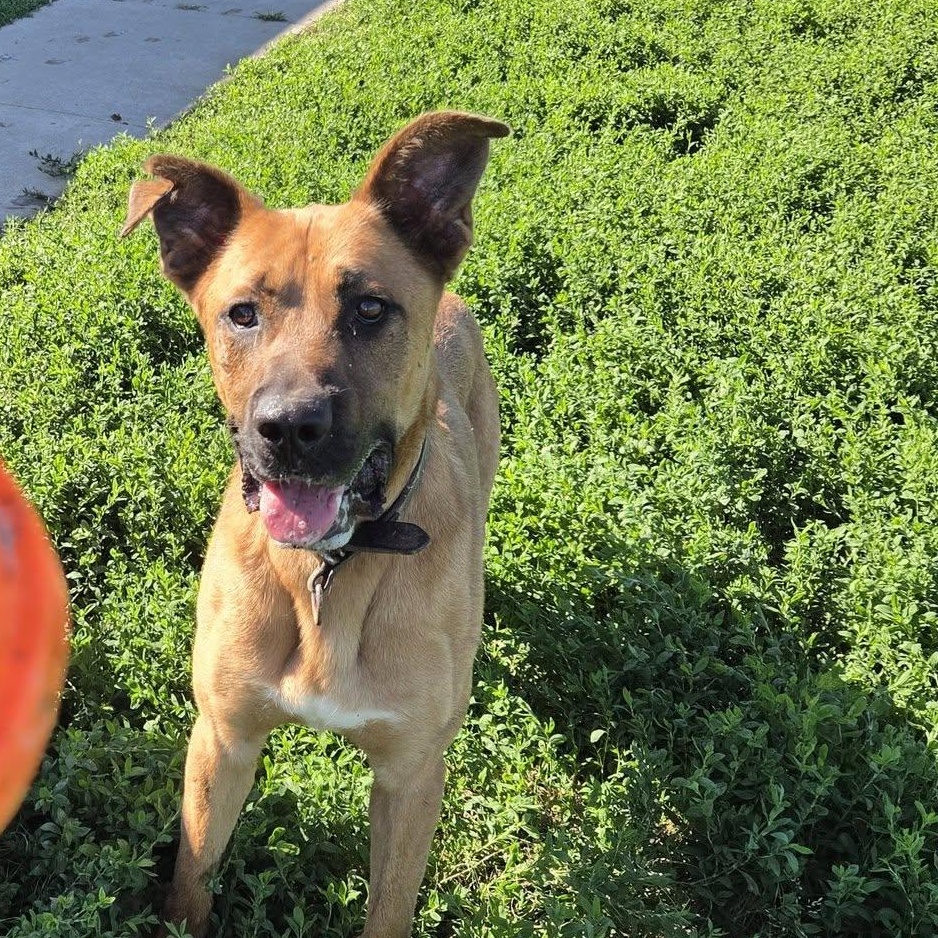 Enlarge Bowie, a Adoptable mixed breed in Petersburg, IN image 3/4