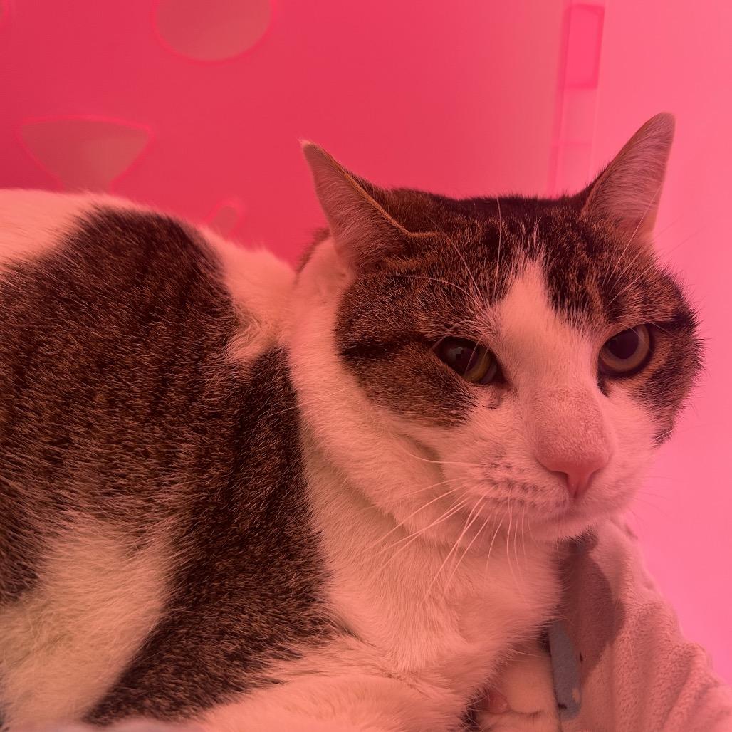 Eddie, Adoptable, Young Male Domestic Short Hair.