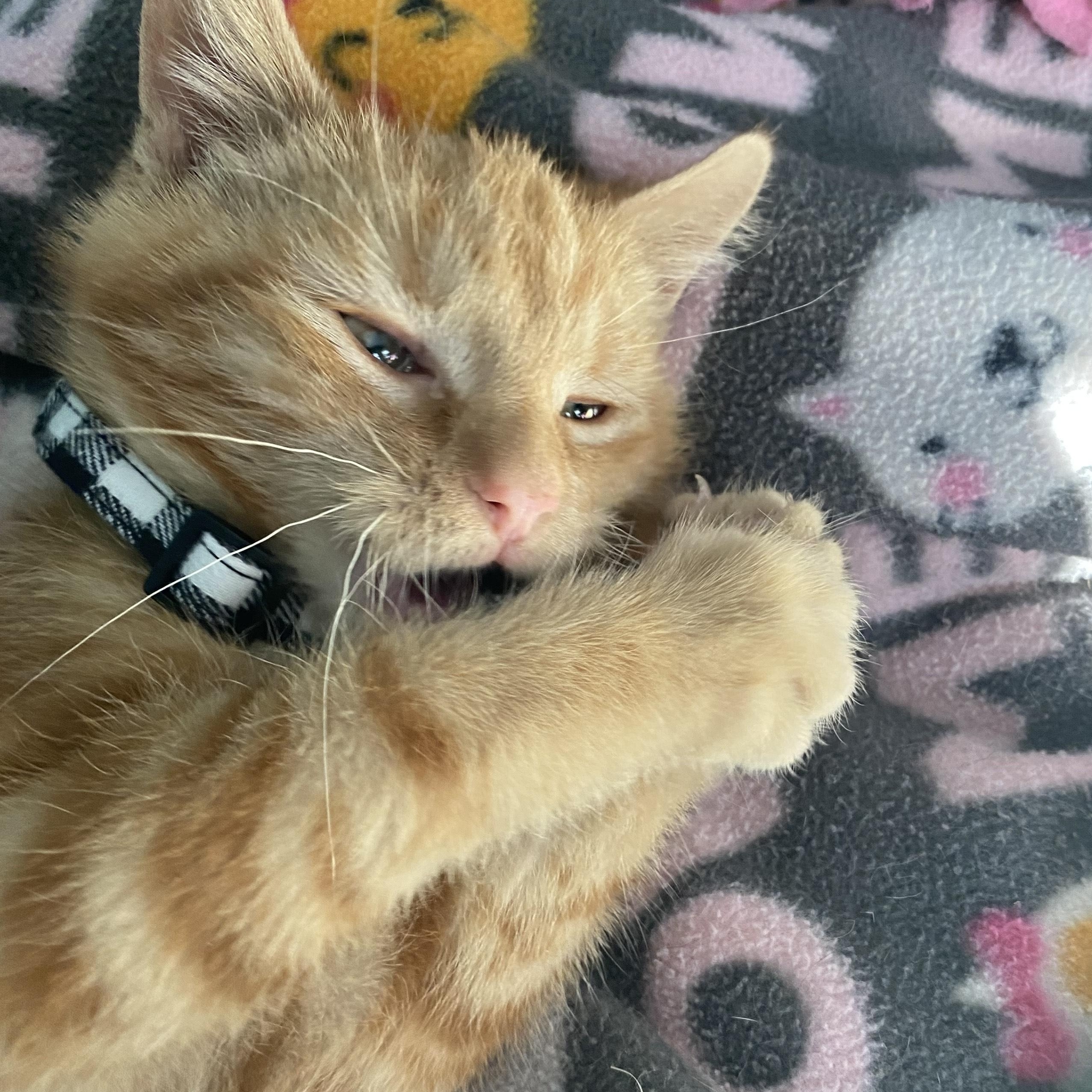 Enlarge Cheesy, an adopted Domestic Short Hair in Watertown, WI image 3/4