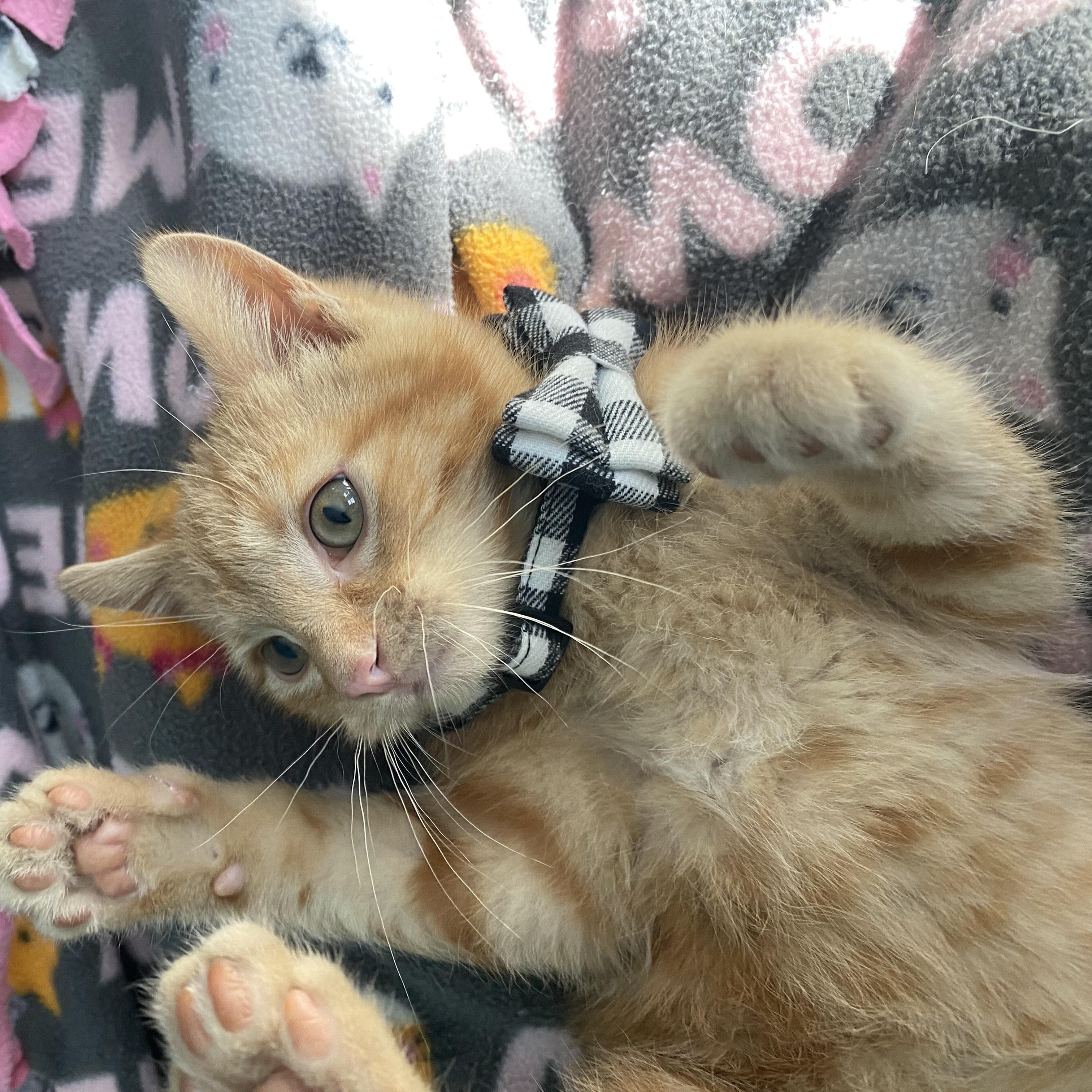 Cheesy, ADOPTABLE, Kitten Male Domestic Short Hair.