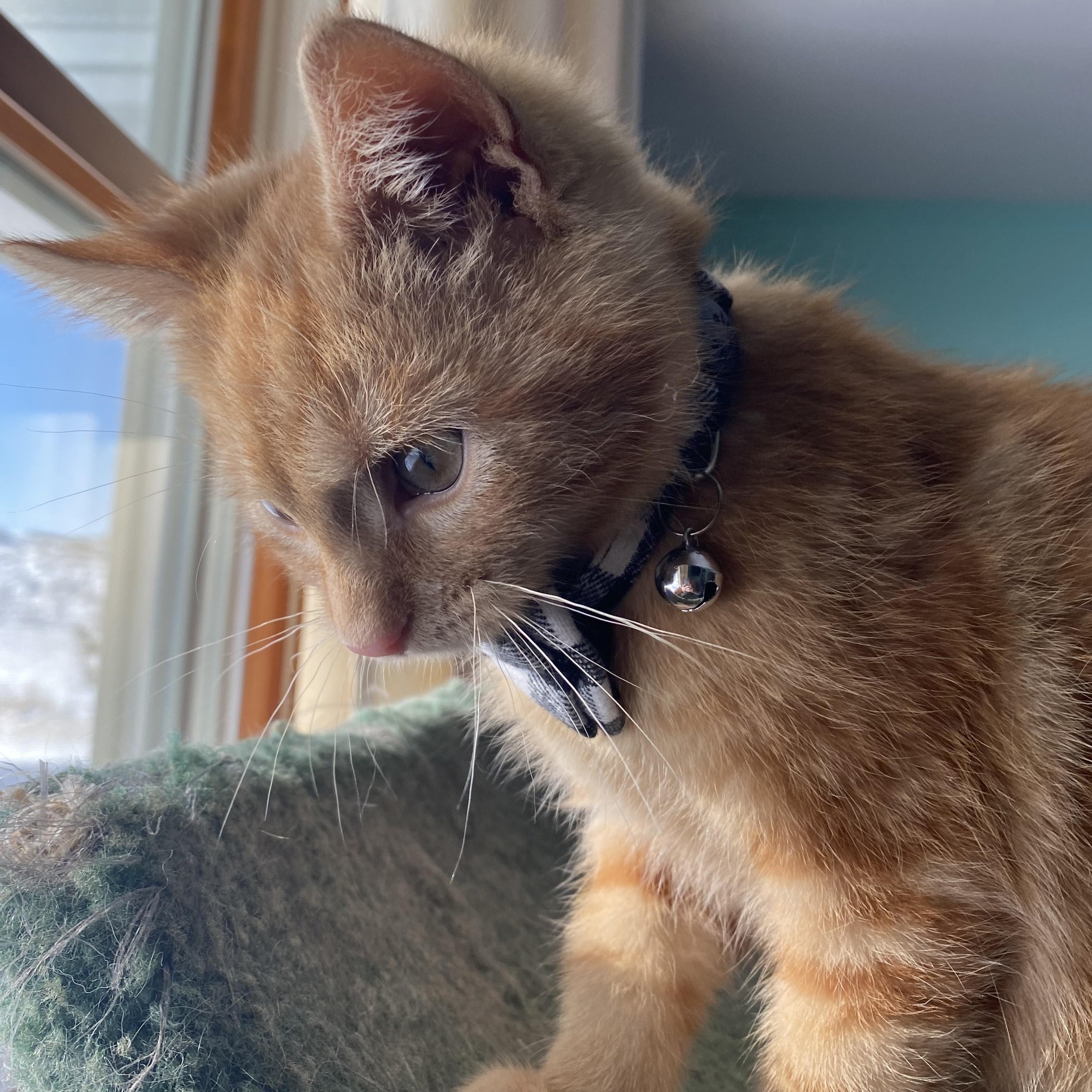 Enlarge Cheesy, an adopted Domestic Short Hair in Watertown, WI image 4/4