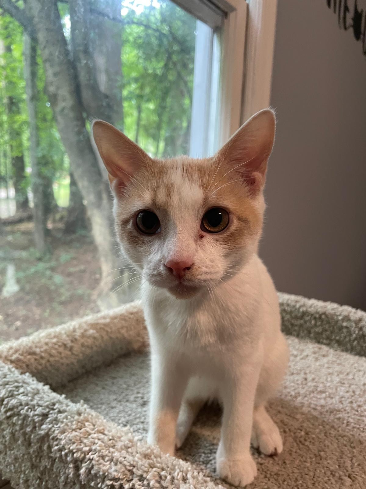 Enlarge Reggie (bonded with Ricky), a Adoptable Domestic Short Hair in Alpharetta, GA image 2/6