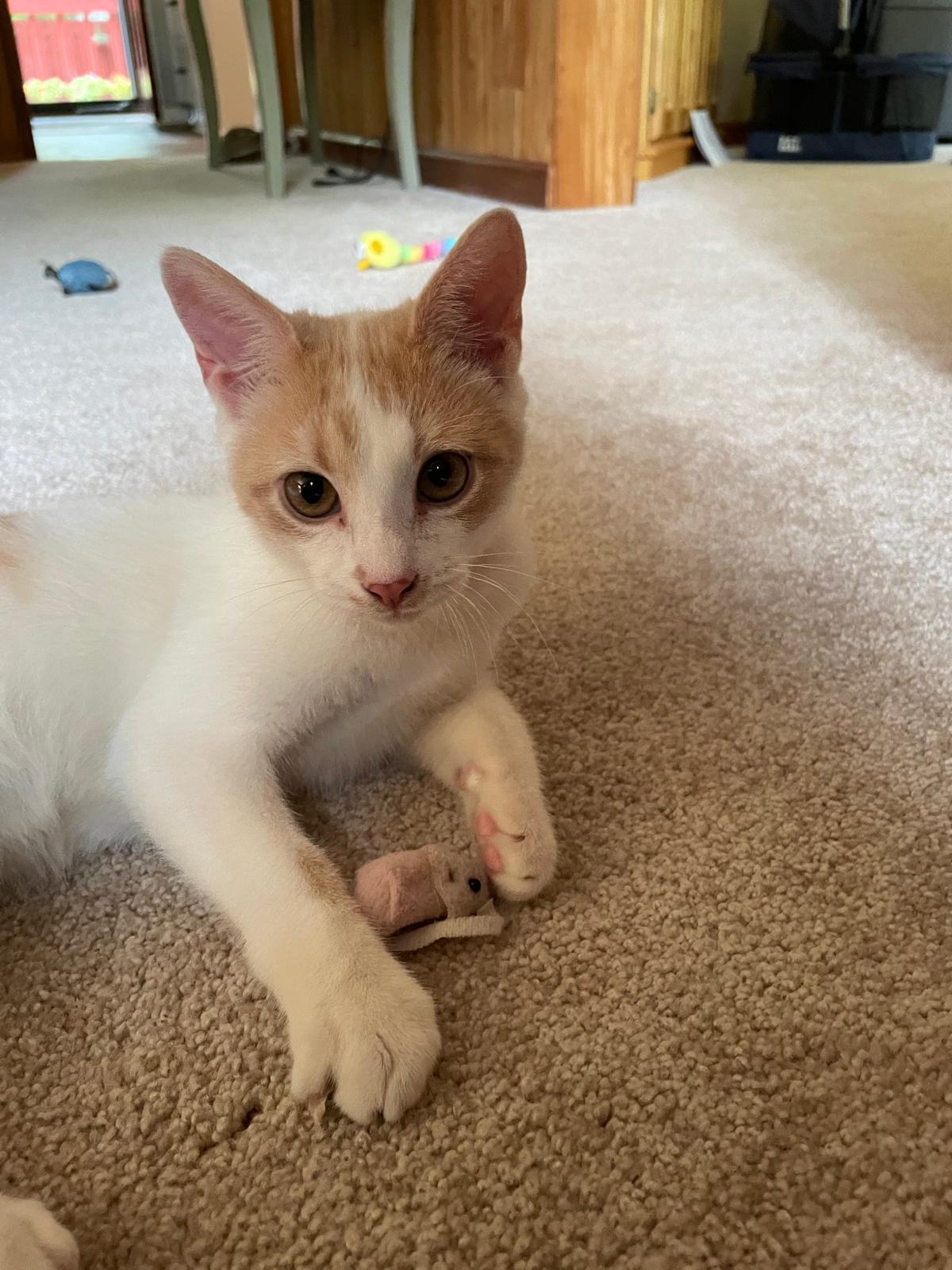 Enlarge Reggie (bonded with Ricky), a Adoptable Domestic Short Hair in Alpharetta, GA image 1/6