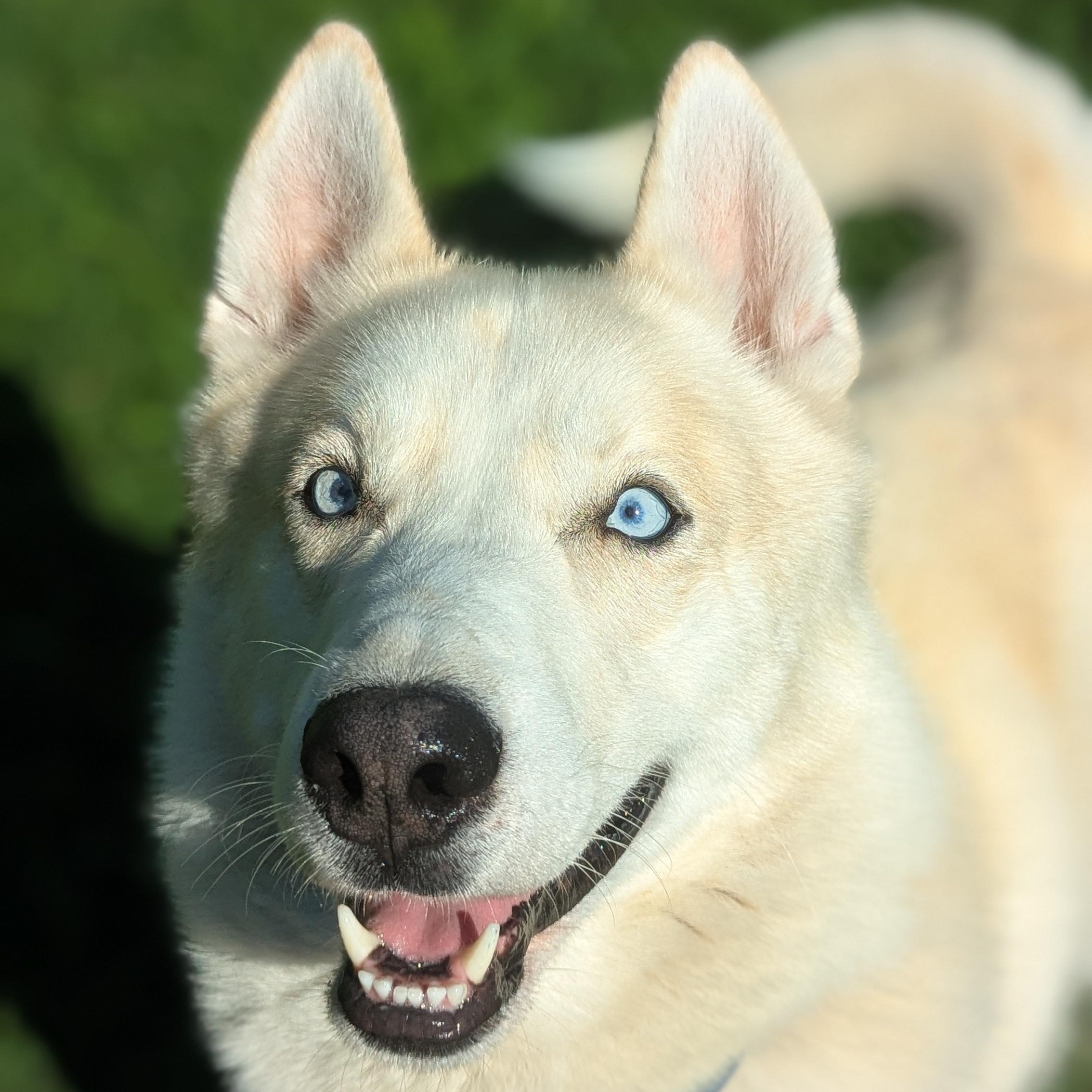 Bones, Adult Male Husky