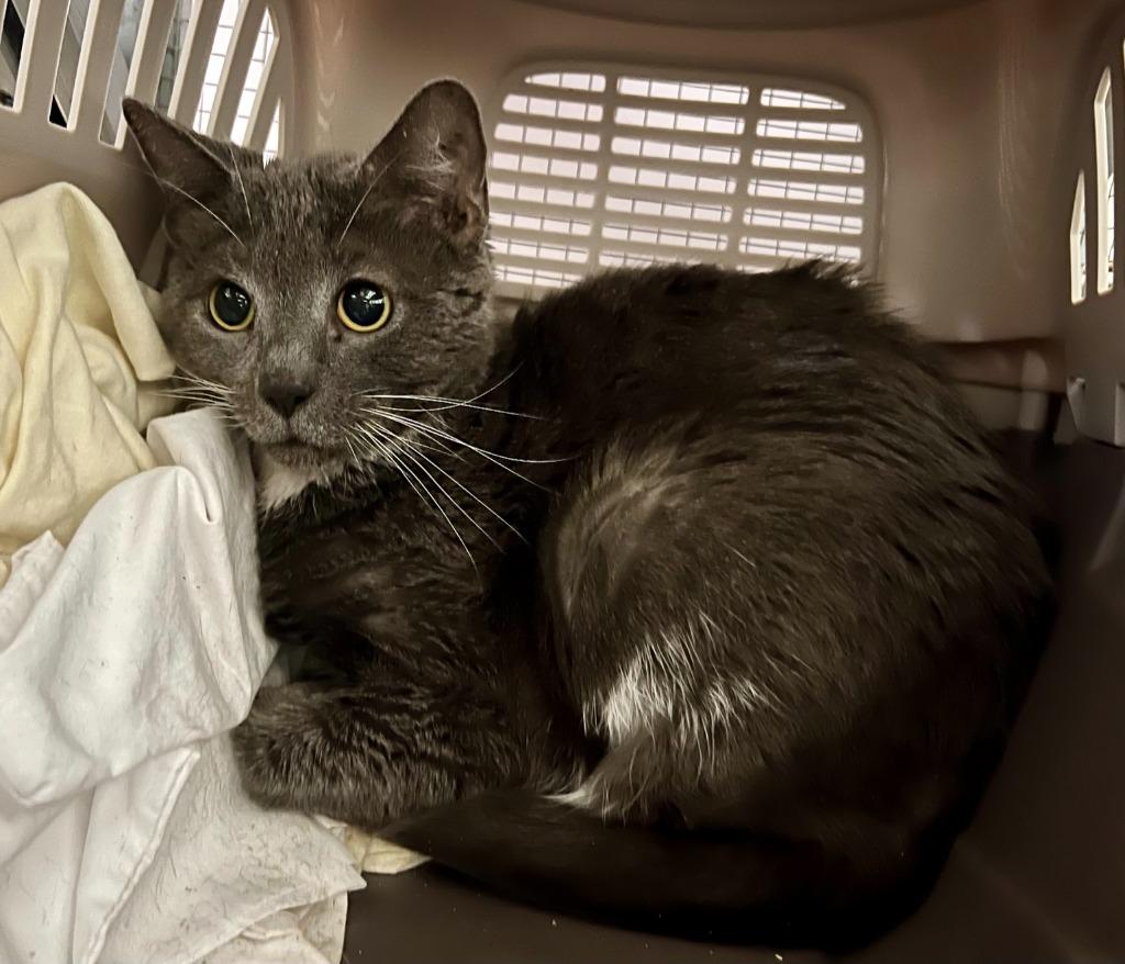 Enlarge Free-176-Pineapple, a Adoptable mixed breed in Windsor, CT image 2/2