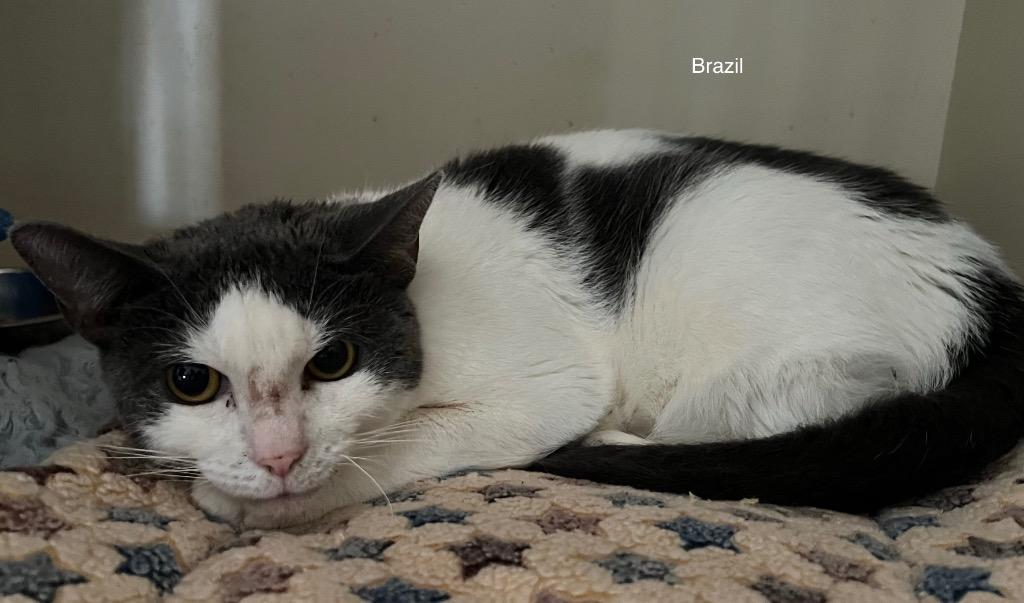 176-Pineapple, a Adoptable mixed breed in Windsor, CT image 2/2