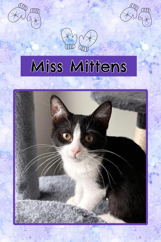Mittens, adopted, Kitten Female Domestic Short Hair.