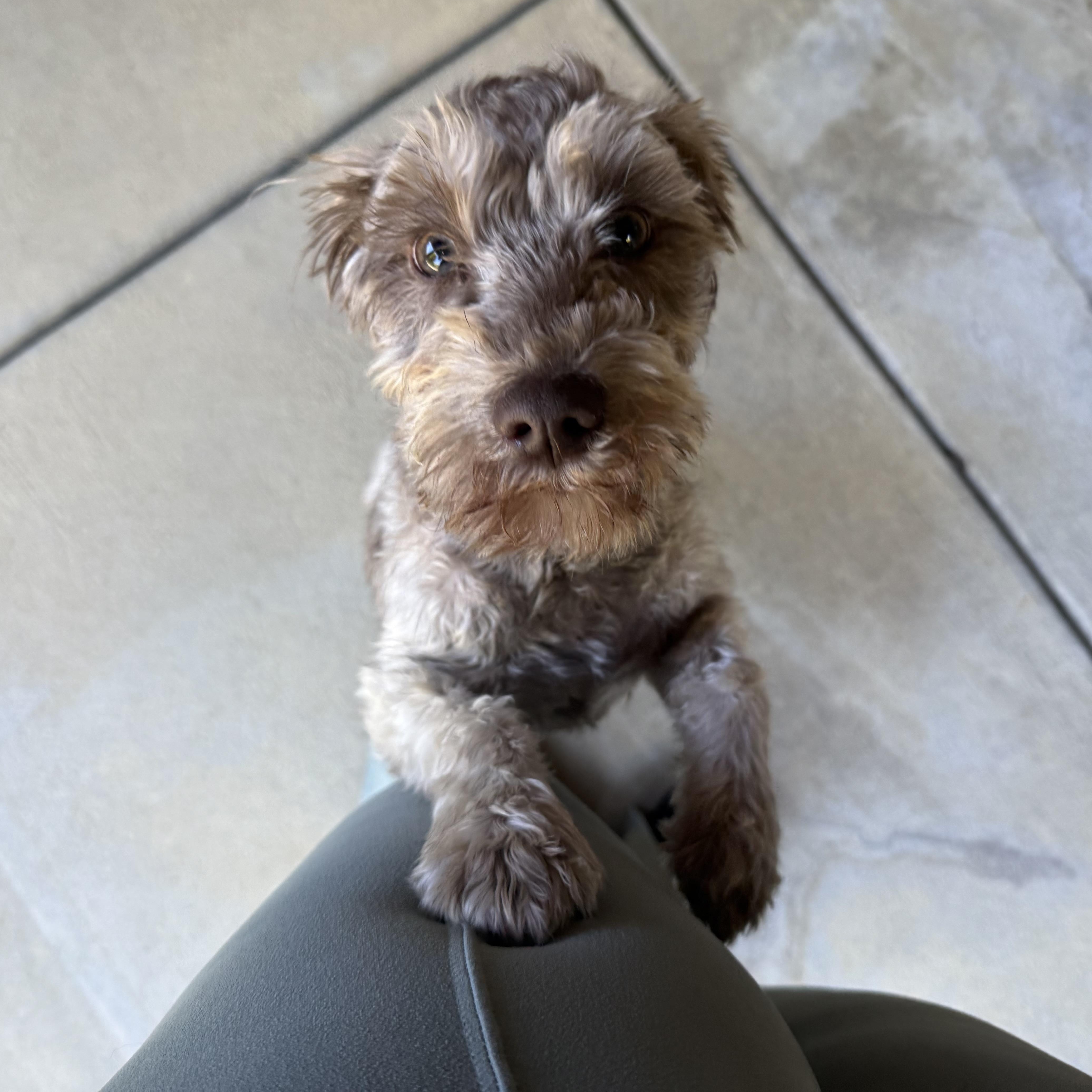 Teddy, a Adopted Miniature Schnauzer in Taylorsville, KY image 1/4