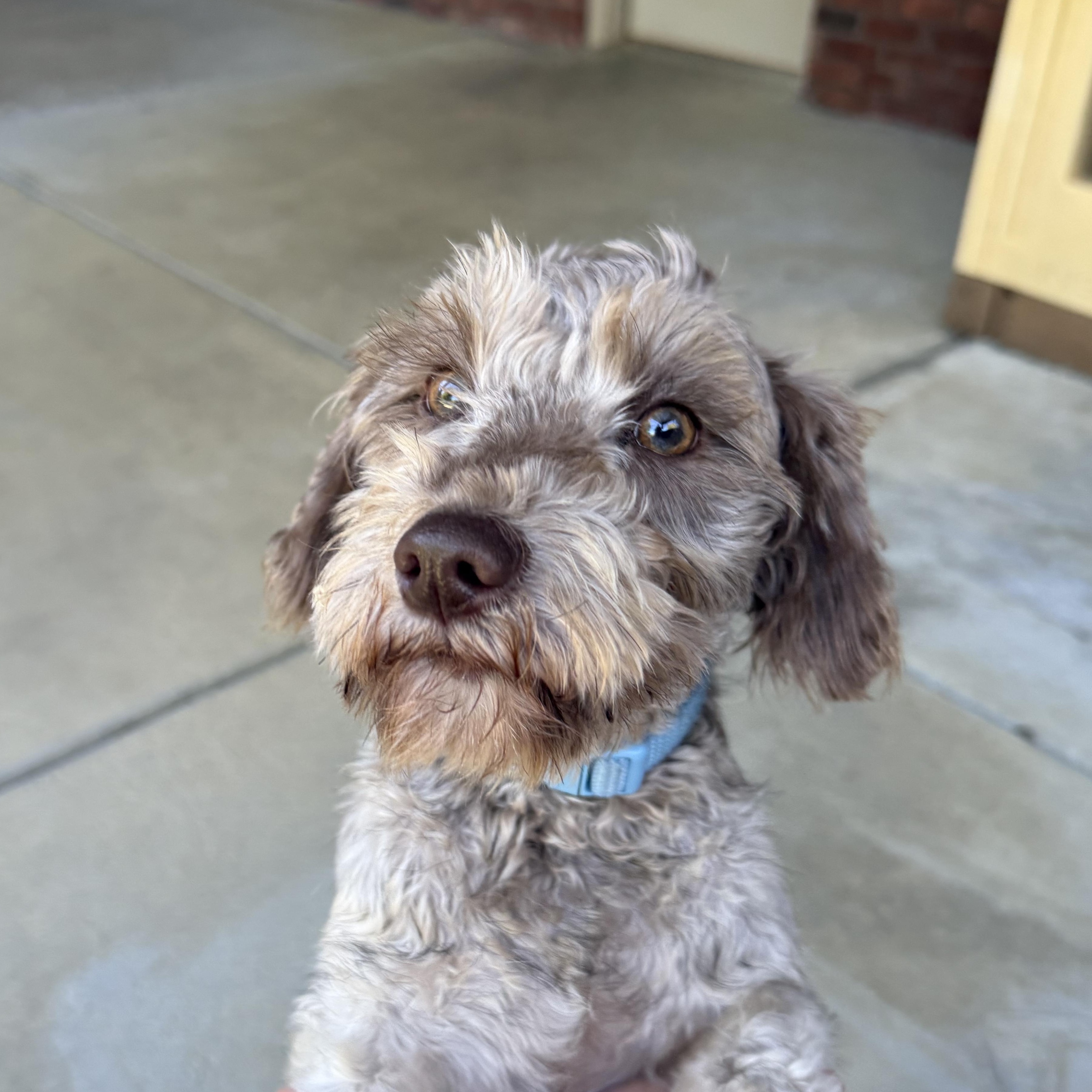Teddy, a Adopted Miniature Schnauzer in Taylorsville, KY image 2/4