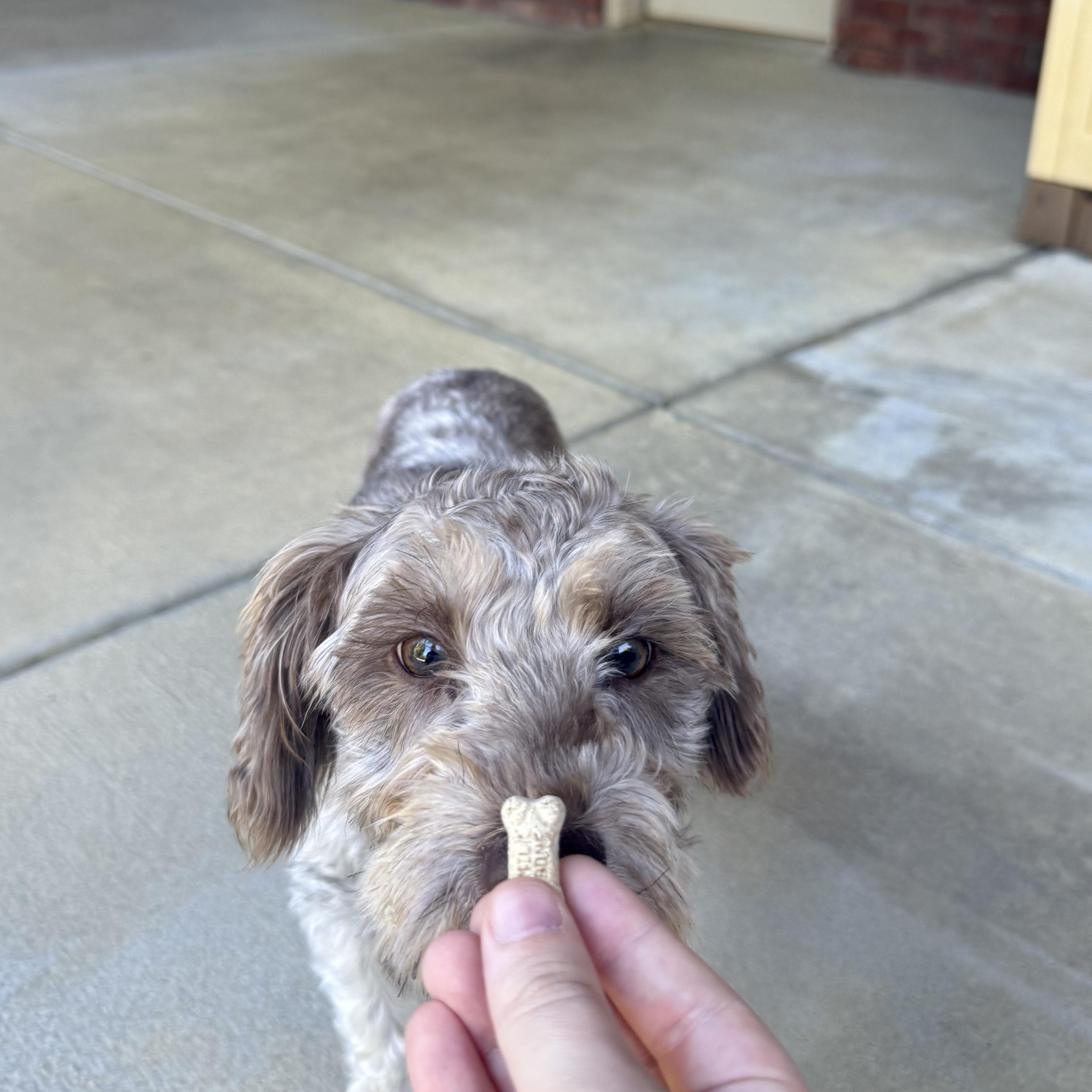 Teddy, a Adopted Miniature Schnauzer in Taylorsville, KY image 3/4
