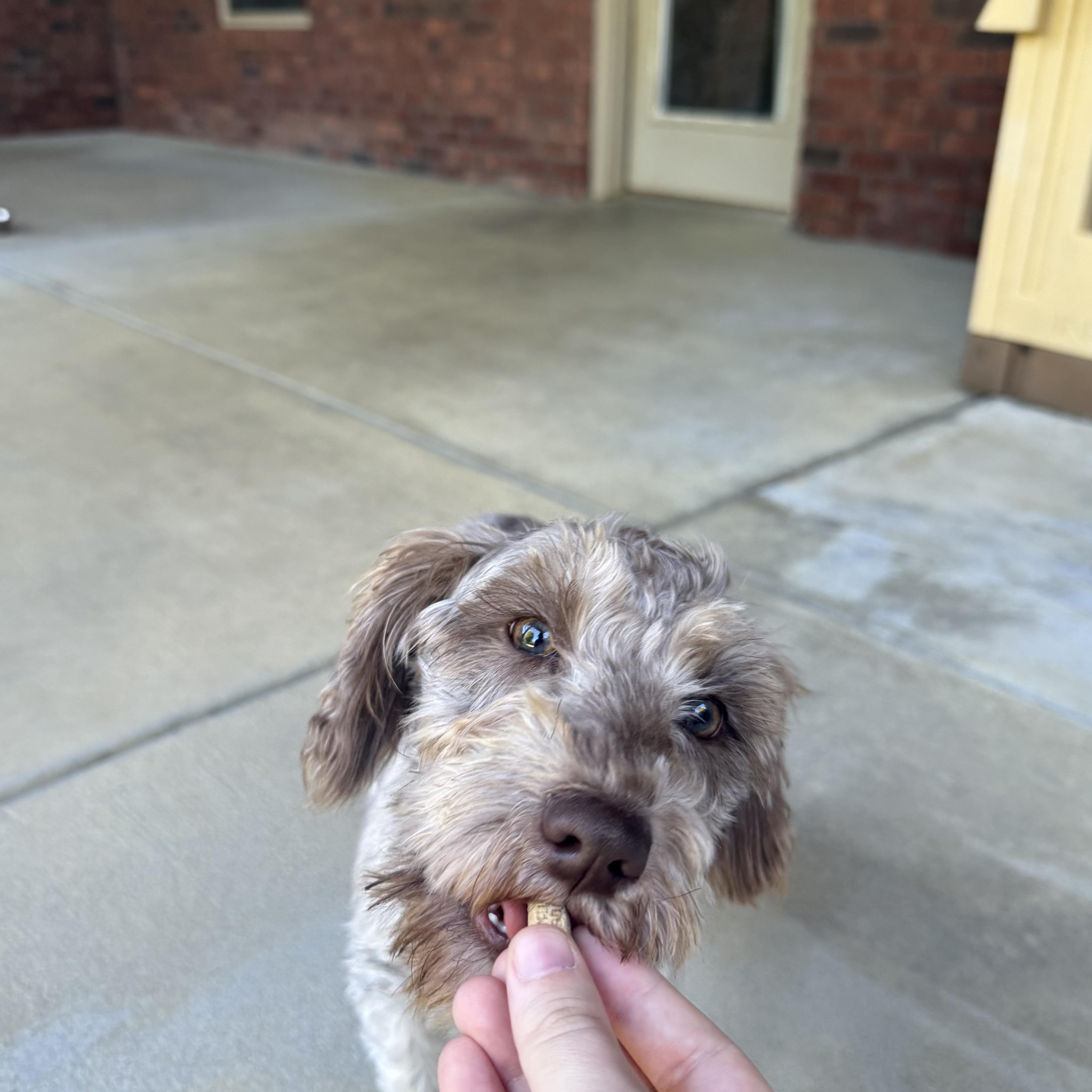Teddy, a Adopted Miniature Schnauzer in Taylorsville, KY image 4/4