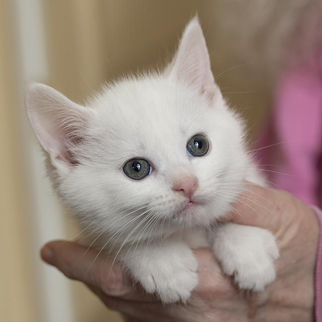 Snuggles, adopted, Kitten Male Domestic Short Hair.