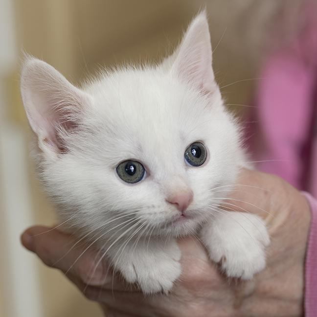 Enlarge Snuggles, an adopted Domestic Short Hair in Chicago, IL image 3/5