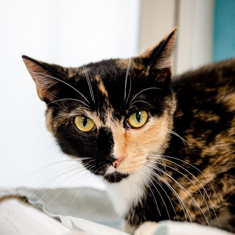 Quasar, Adoptable, Young Female Domestic Short Hair.