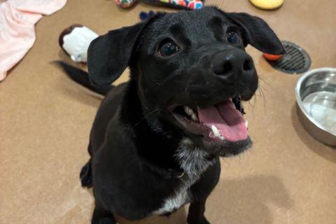 Enlarge Nash, an adopted mixed breed in Chicago, IL image 3/4