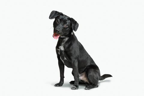 Enlarge Nash, an adopted mixed breed in Chicago, IL image 1/4