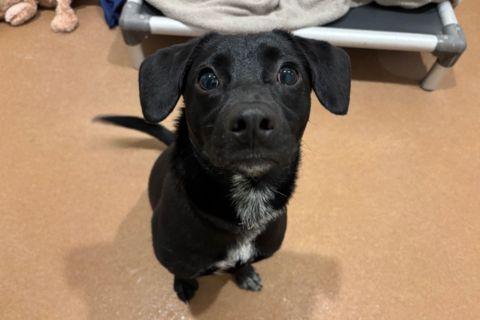 Enlarge Nash, an adopted mixed breed in Chicago, IL image 2/4