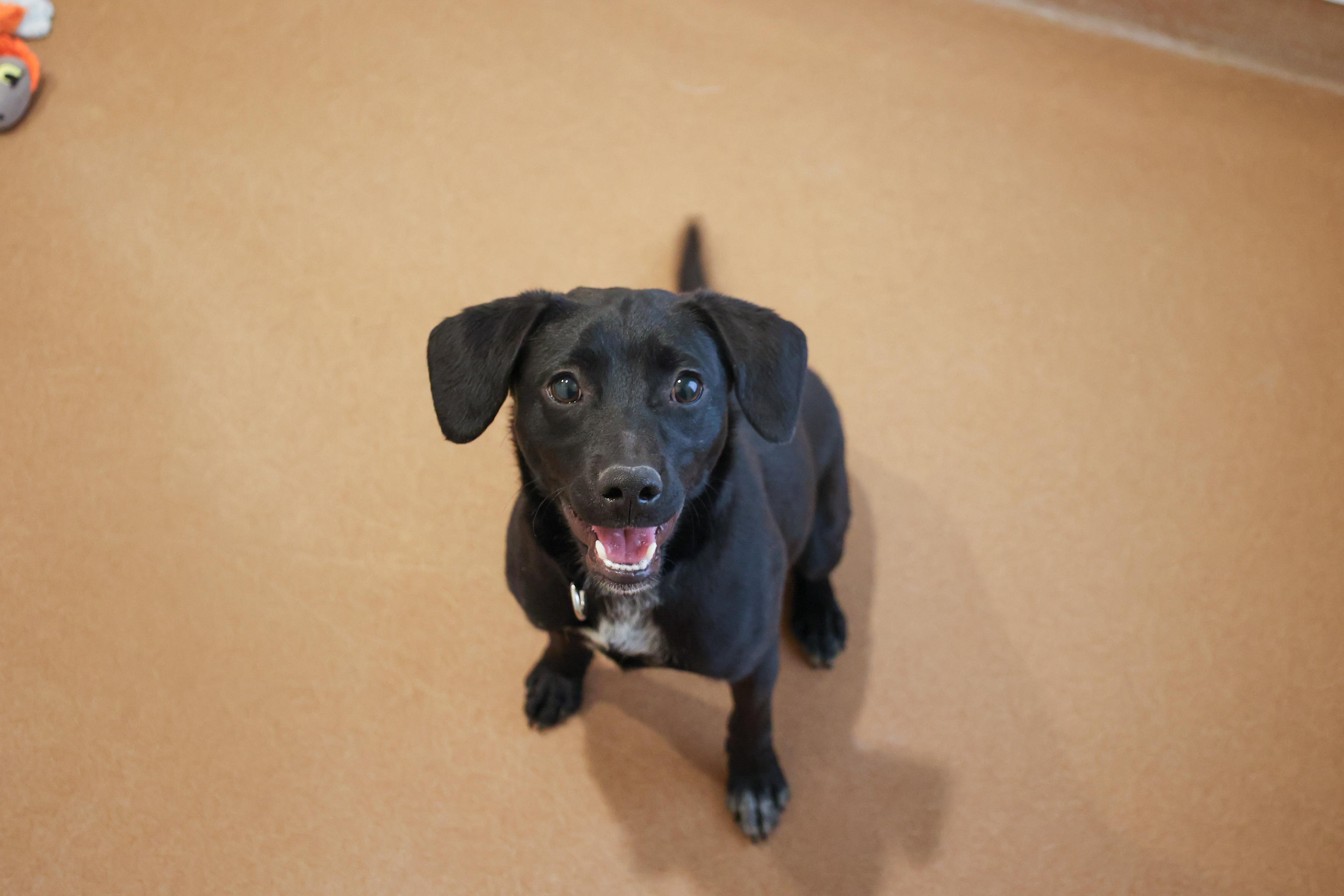 Enlarge Nash, an adopted mixed breed in Chicago, IL image 4/4