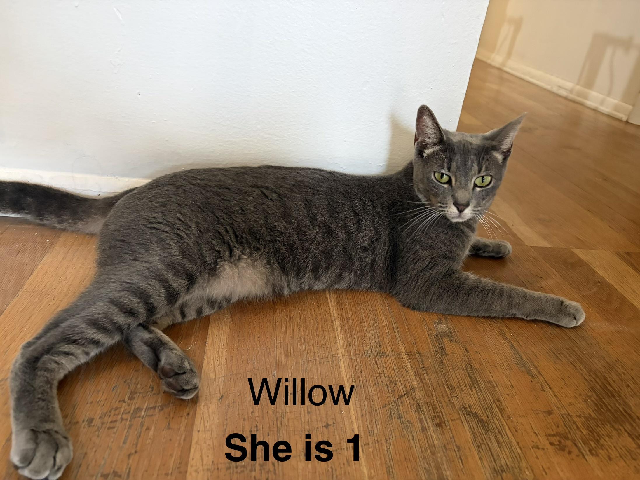 Enlarge Willow, a ADOPTABLE Domestic Short Hair in Boca Raton, FL image 1/1