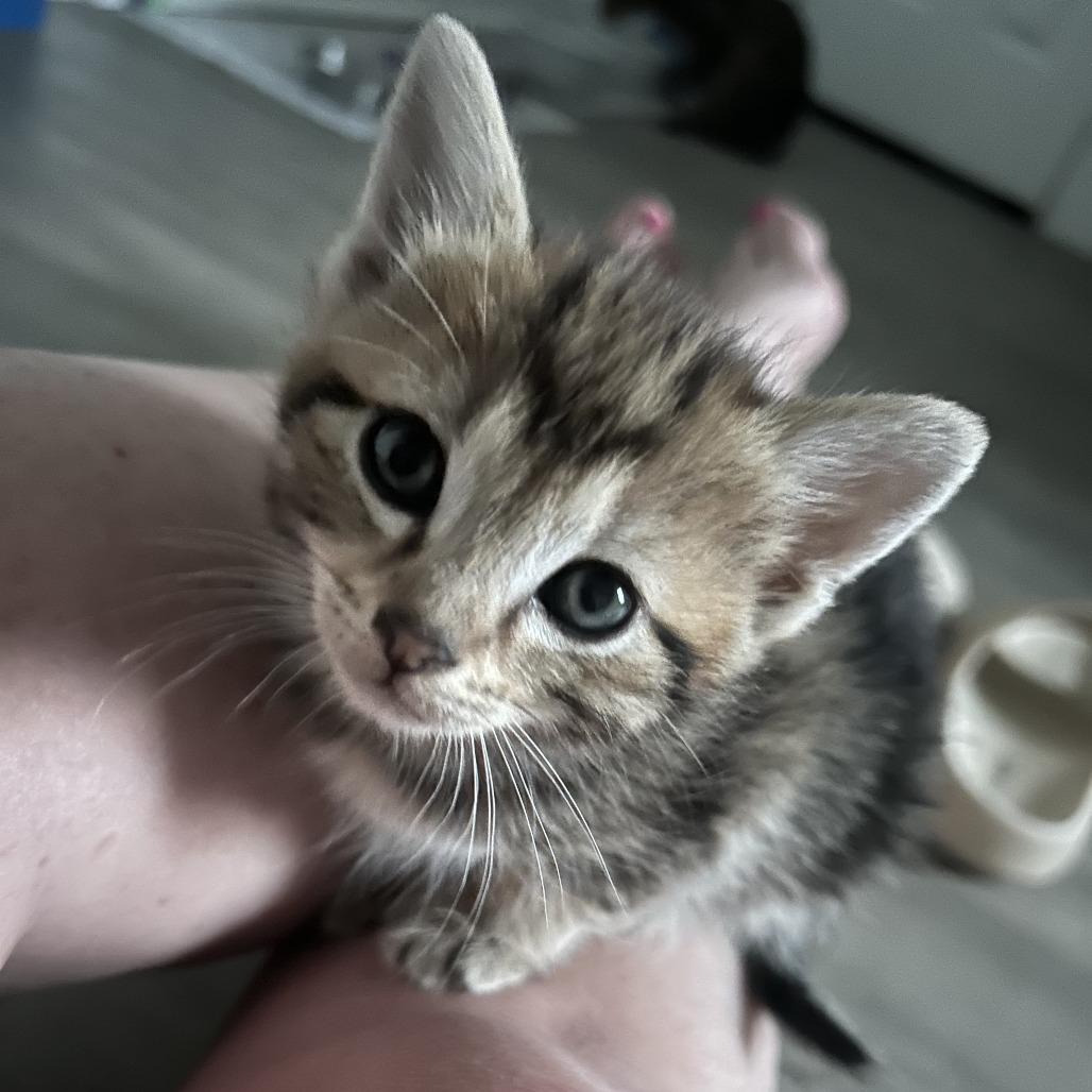 Enlarge Shirlee(Kitten 3), a Adoptable Domestic Short Hair in Evensville, TN image 1/1