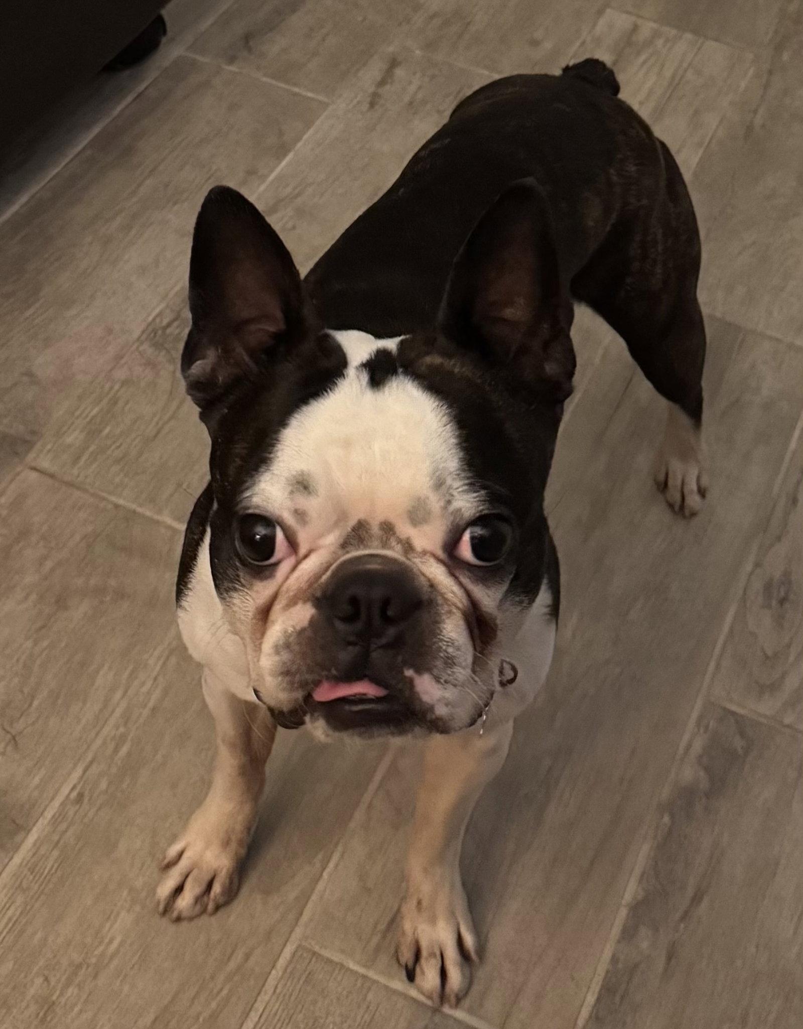 Enlarge Champ, a Adoptable Boston Terrier in Scottsdale, AZ image 2/3