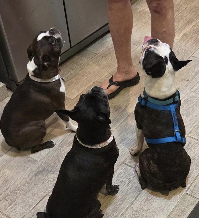 Enlarge Champ, a Adoptable Boston Terrier in Scottsdale, AZ image 3/3