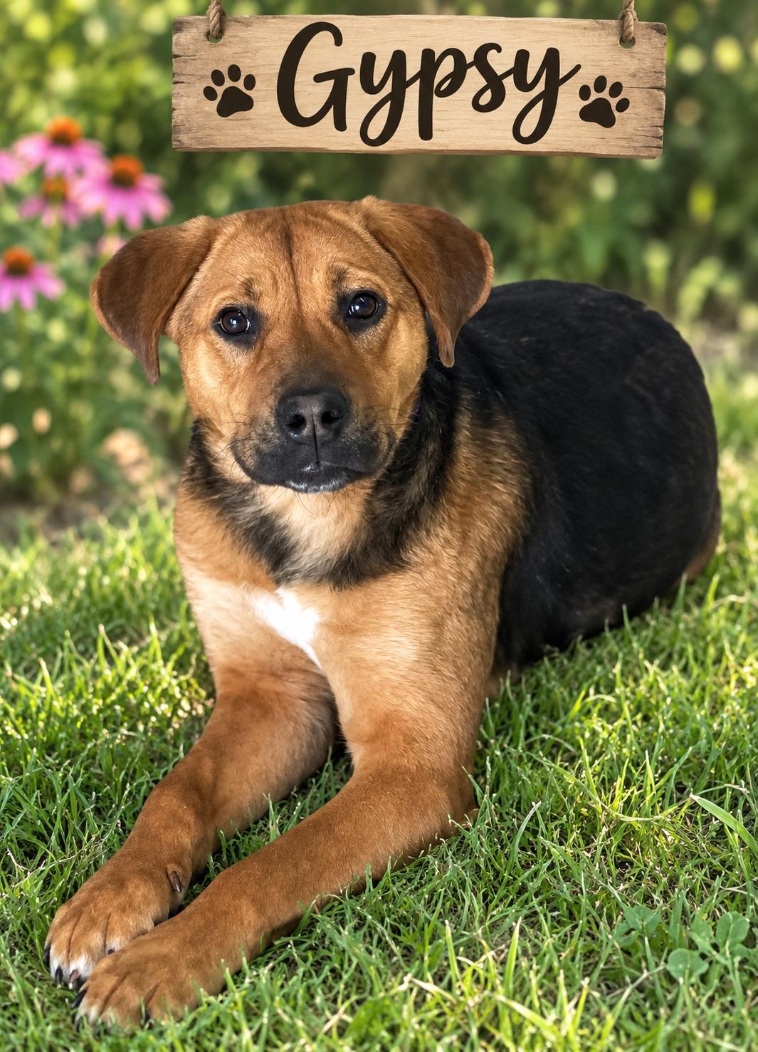 Gypsy, Adoptable, Young Female Hound.