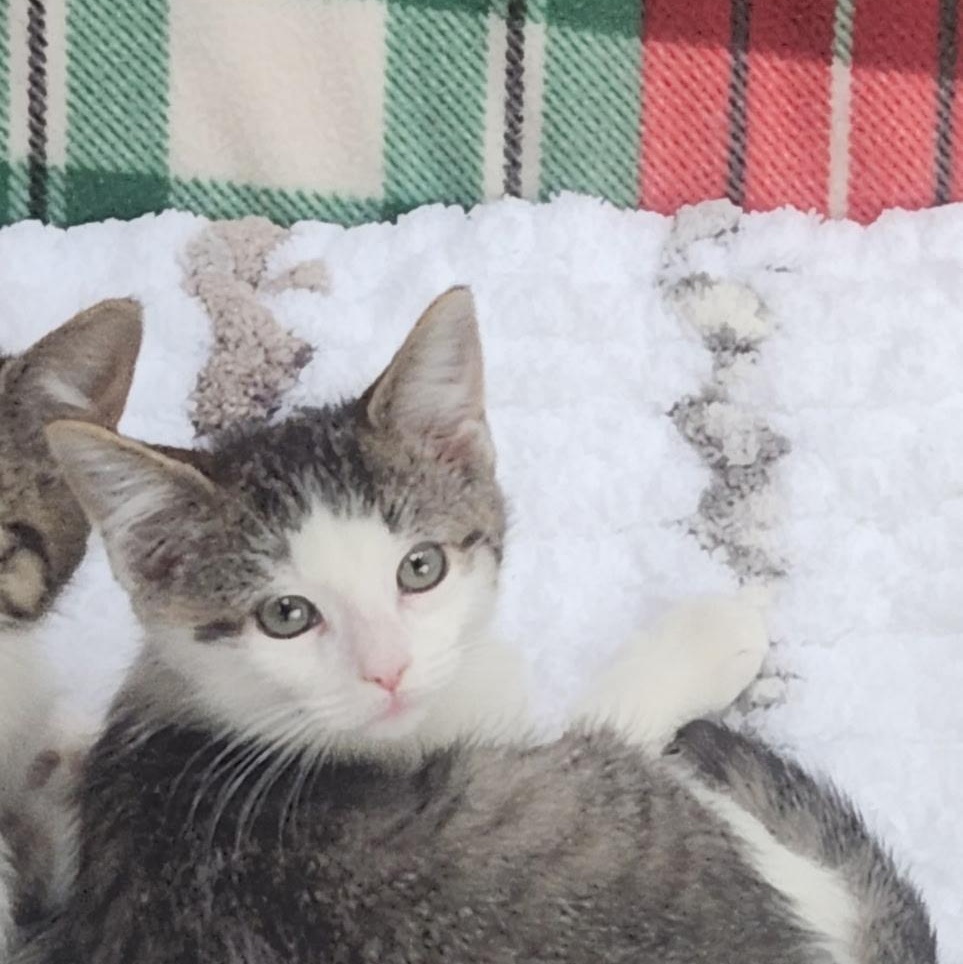 Enlarge DB, an adoption pending Domestic Short Hair in Delmar, NY image 1/1