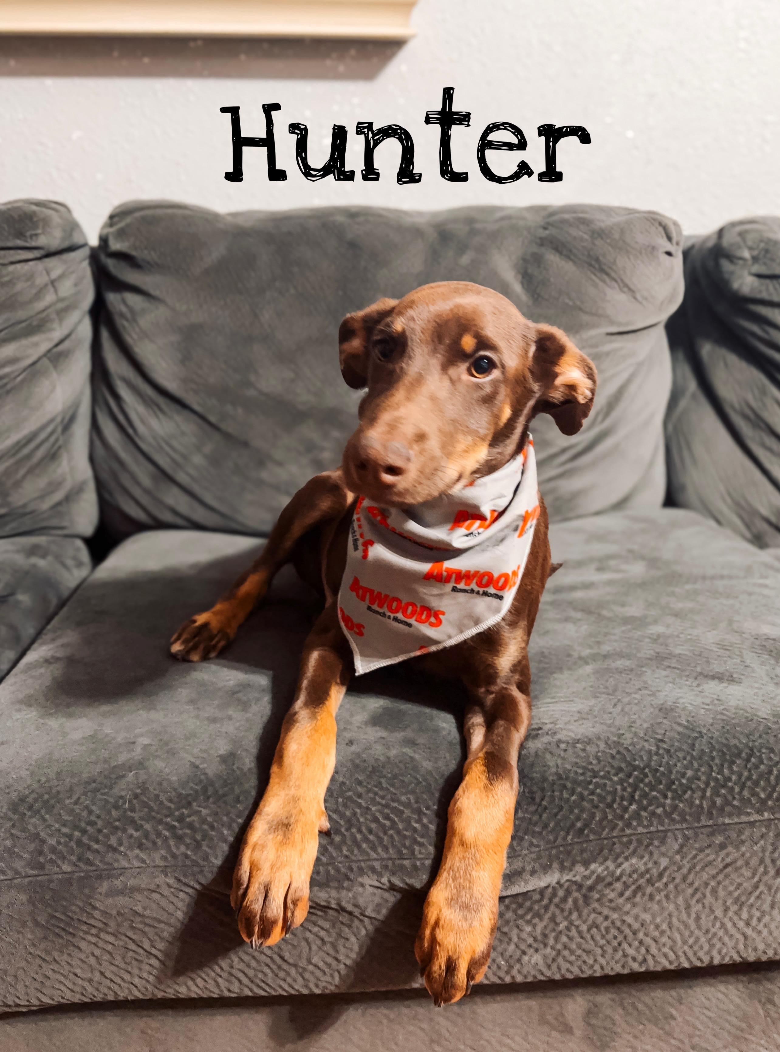 Hunter - Mini Doberman, Adopted, Puppy Male Doberman Pinscher.