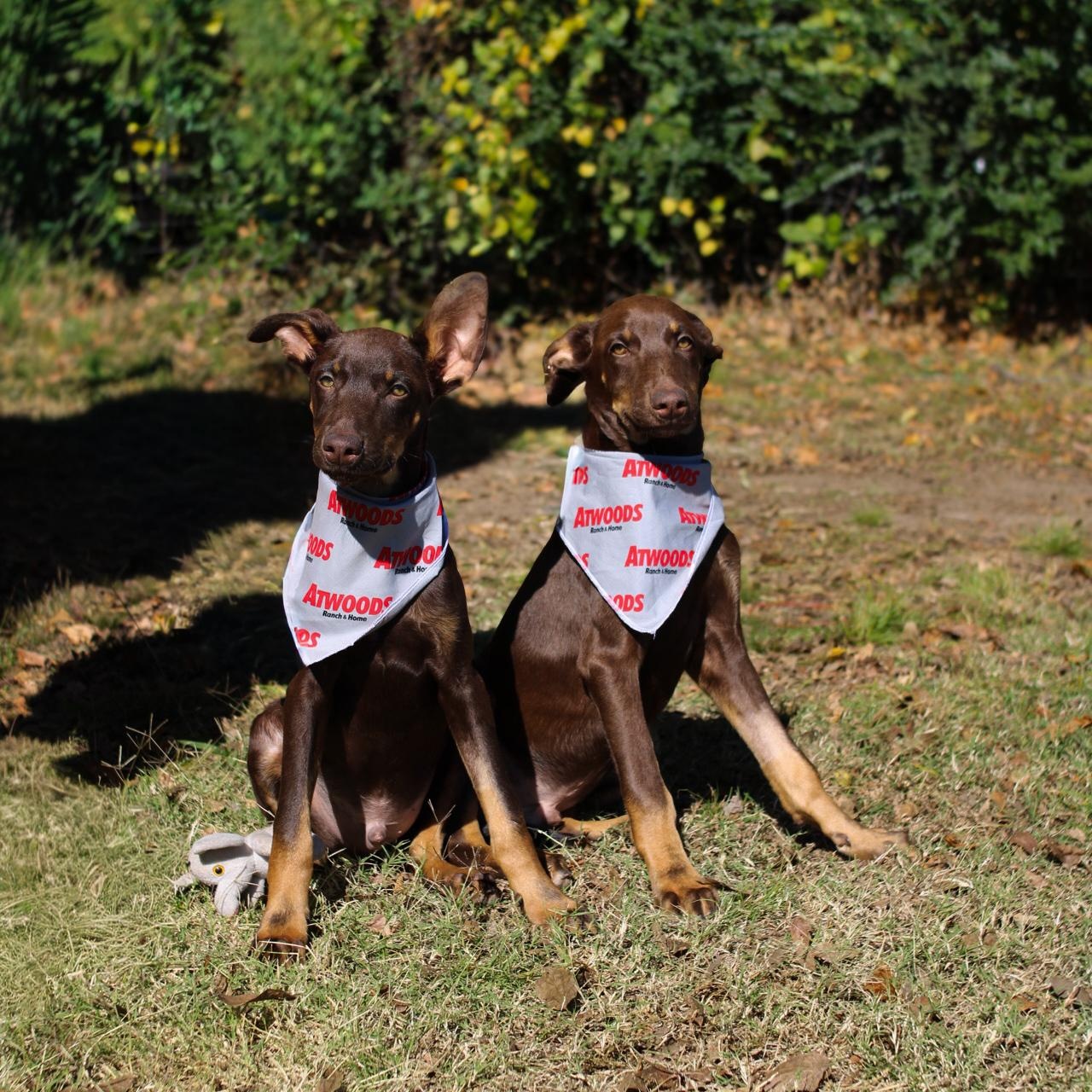 Enlarge Hunter - Mini Doberman, a Adopted Doberman Pinscher in Muldrow, OK image 2/2