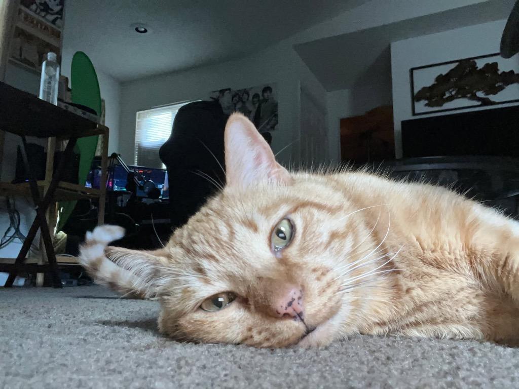 Kato, Adopted, Senior Male Domestic Short Hair.