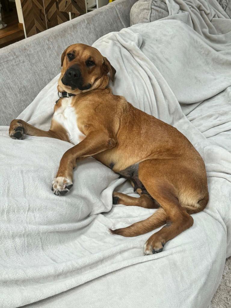 Enlarge Ruby, a Adoptable mixed breed in Bristol, WI image 1/5