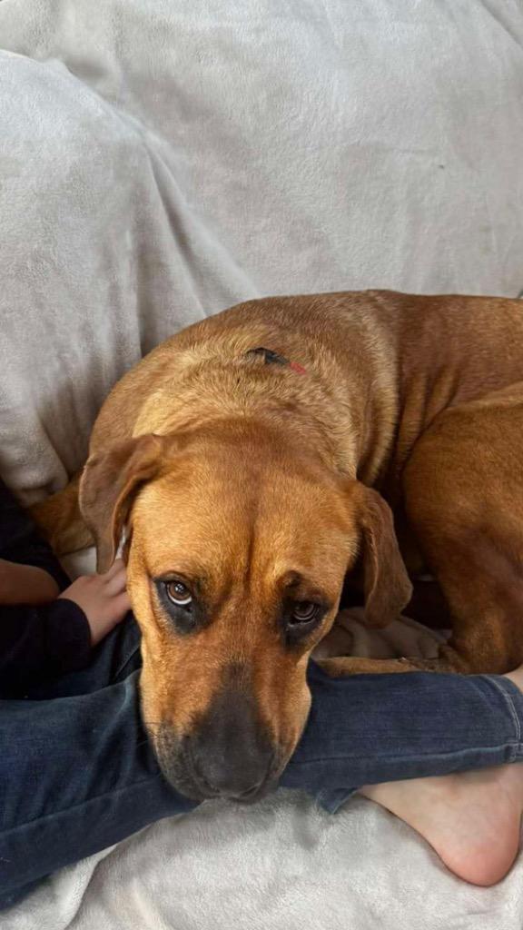 Enlarge Ruby, a Adoptable mixed breed in Bristol, WI image 2/5