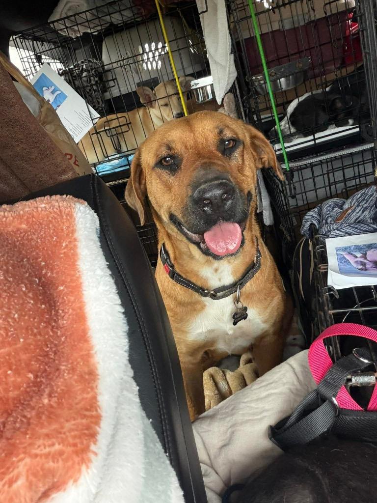 Enlarge Ruby, a Adoptable mixed breed in Bristol, WI image 3/5