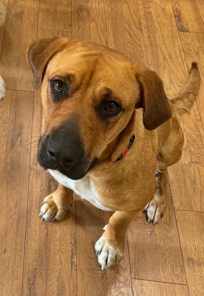 Enlarge Ruby, a Adoptable mixed breed in Bristol, WI image 4/5