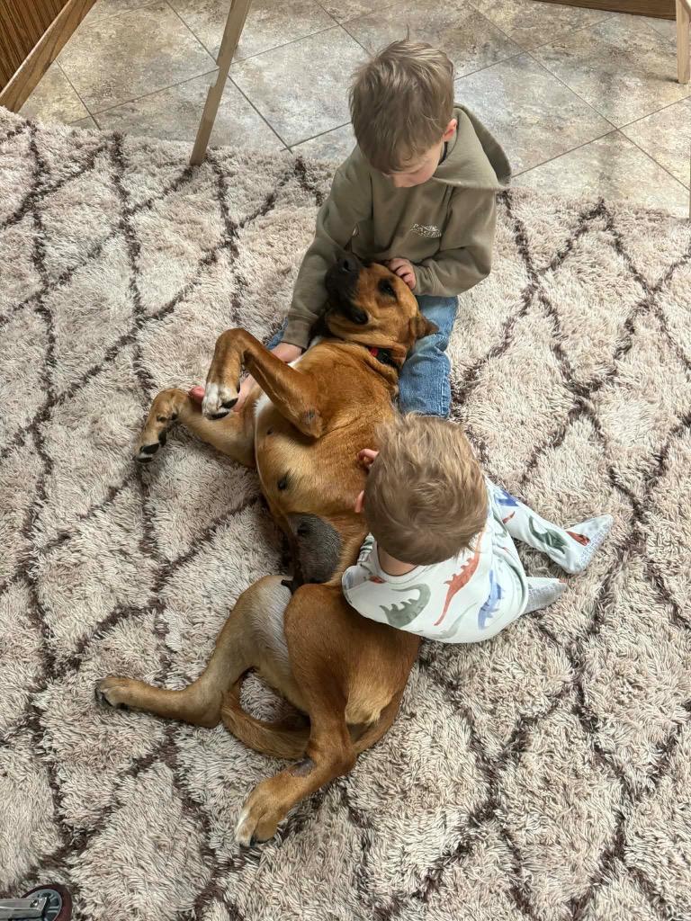 Enlarge Ruby, a Adoptable mixed breed in Bristol, WI image 5/5