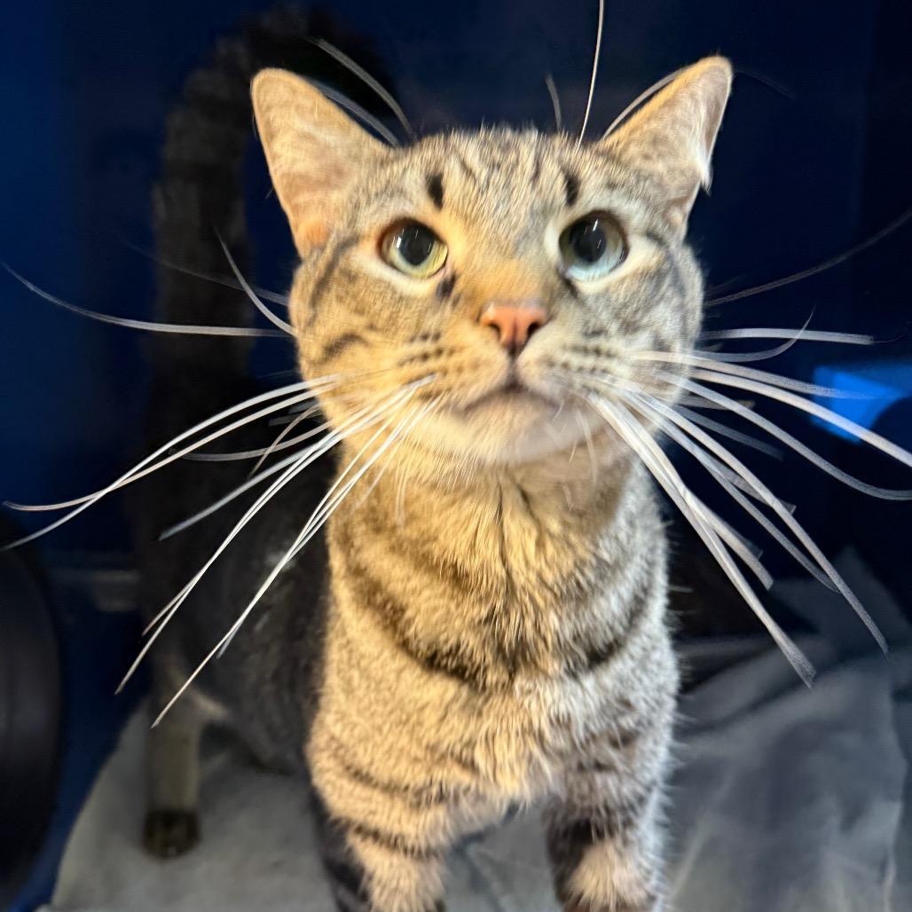 Enlarge Jimmy, a Adoptable Domestic Short Hair in Incline Village, NV image 1/6