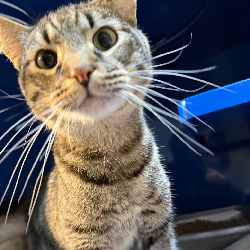 Enlarge Jimmy, a Adoptable Domestic Short Hair in Incline Village, NV image 3/6