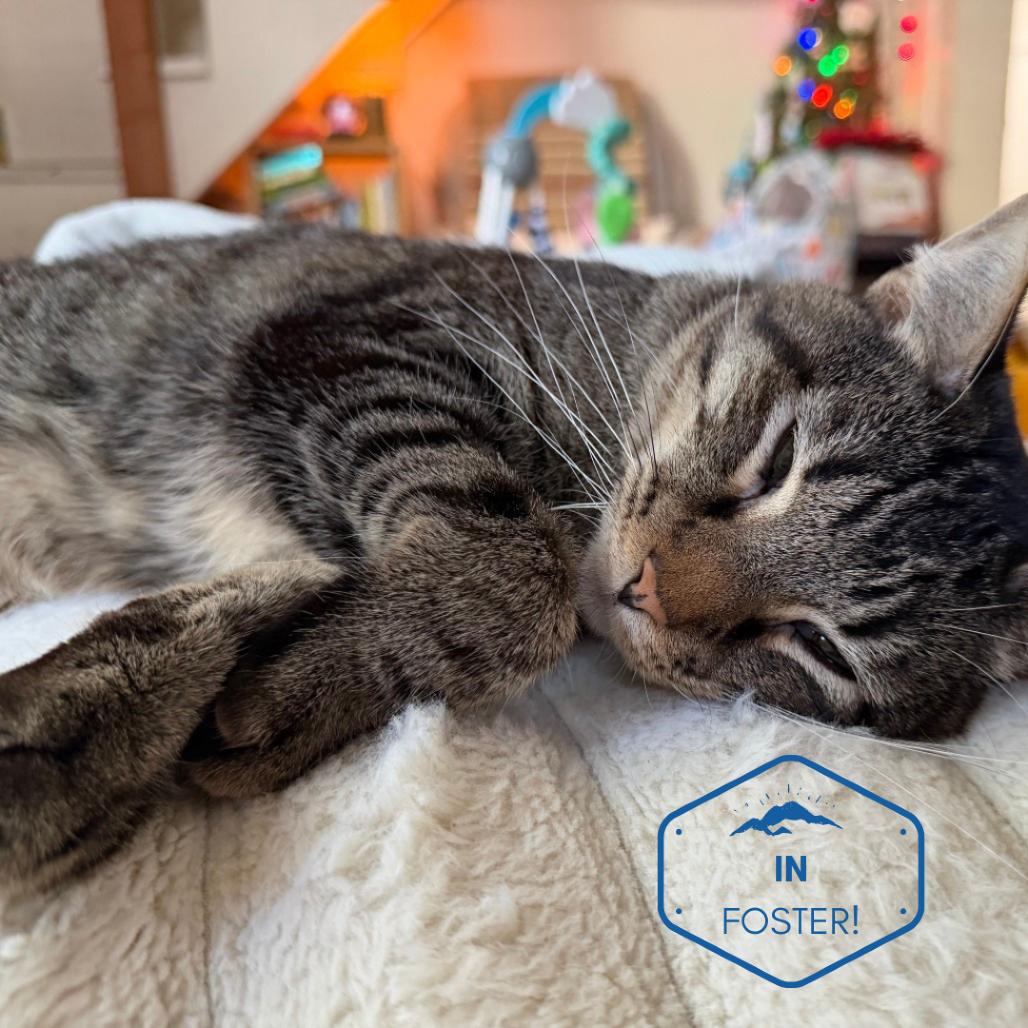 Enlarge Jimmy, a Adoptable Domestic Short Hair in Incline Village, NV image 6/6