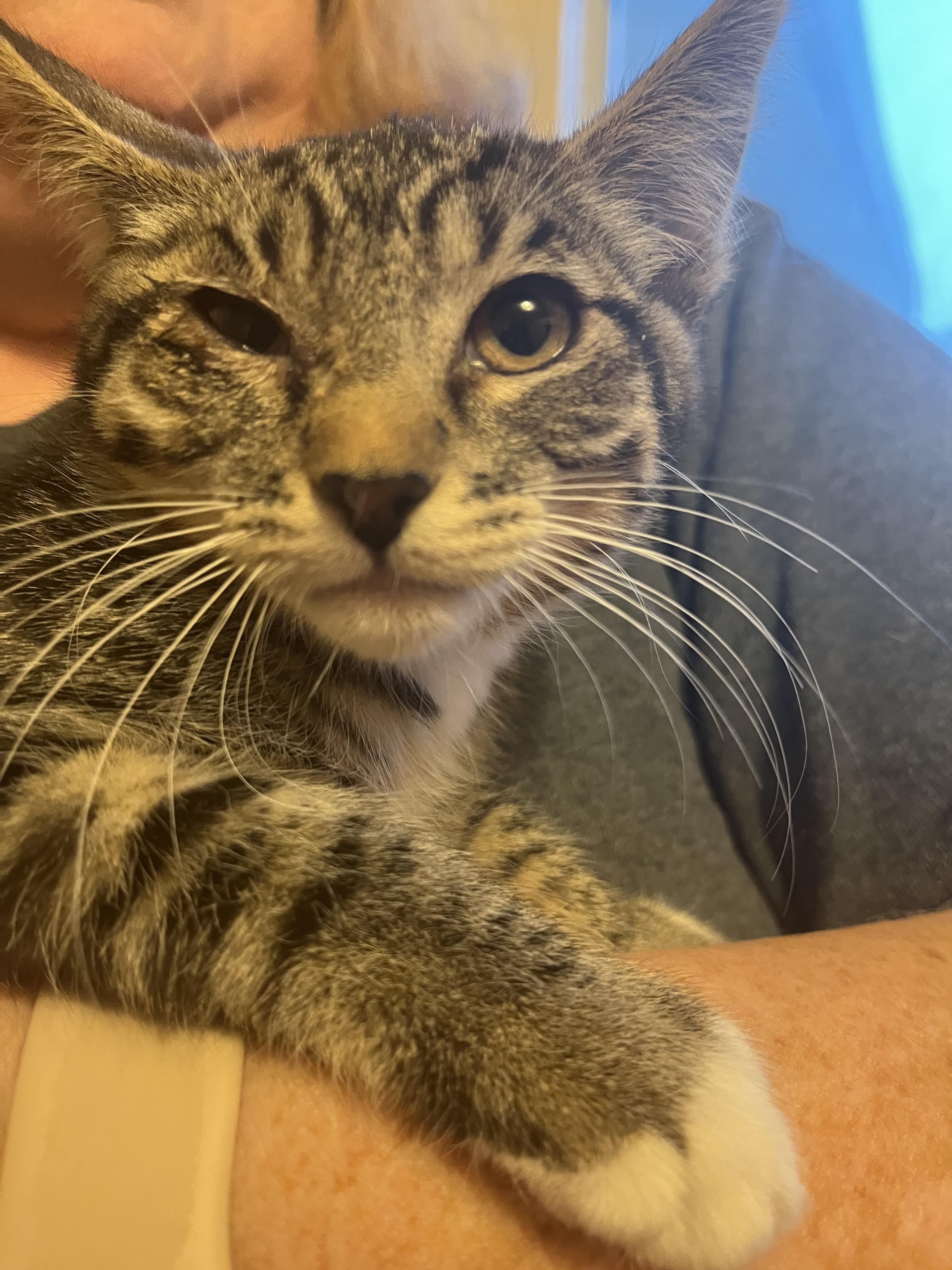 Enlarge Lily, a Adopted Domestic Short Hair in Rio Linda, CA image 1/1