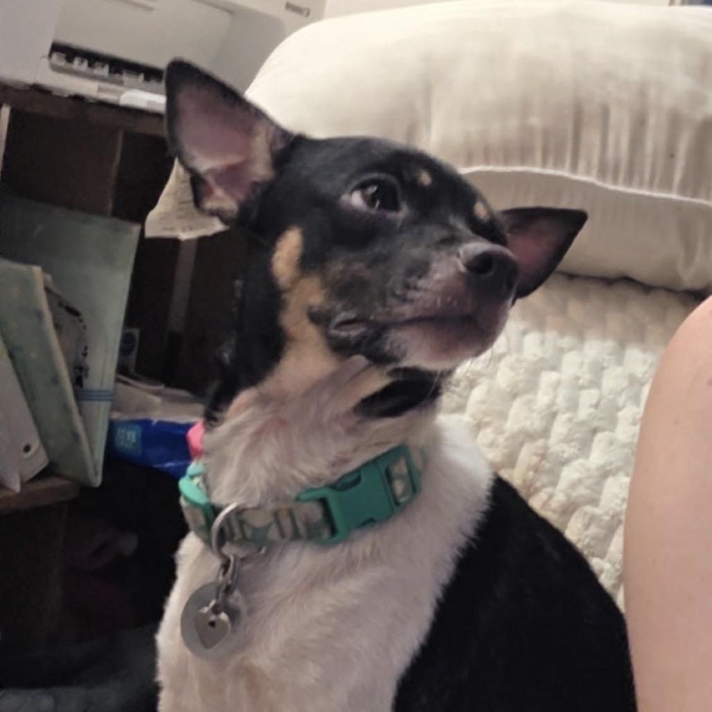 Millie Pooh, Adoptable, Adult Female Rat Terrier.